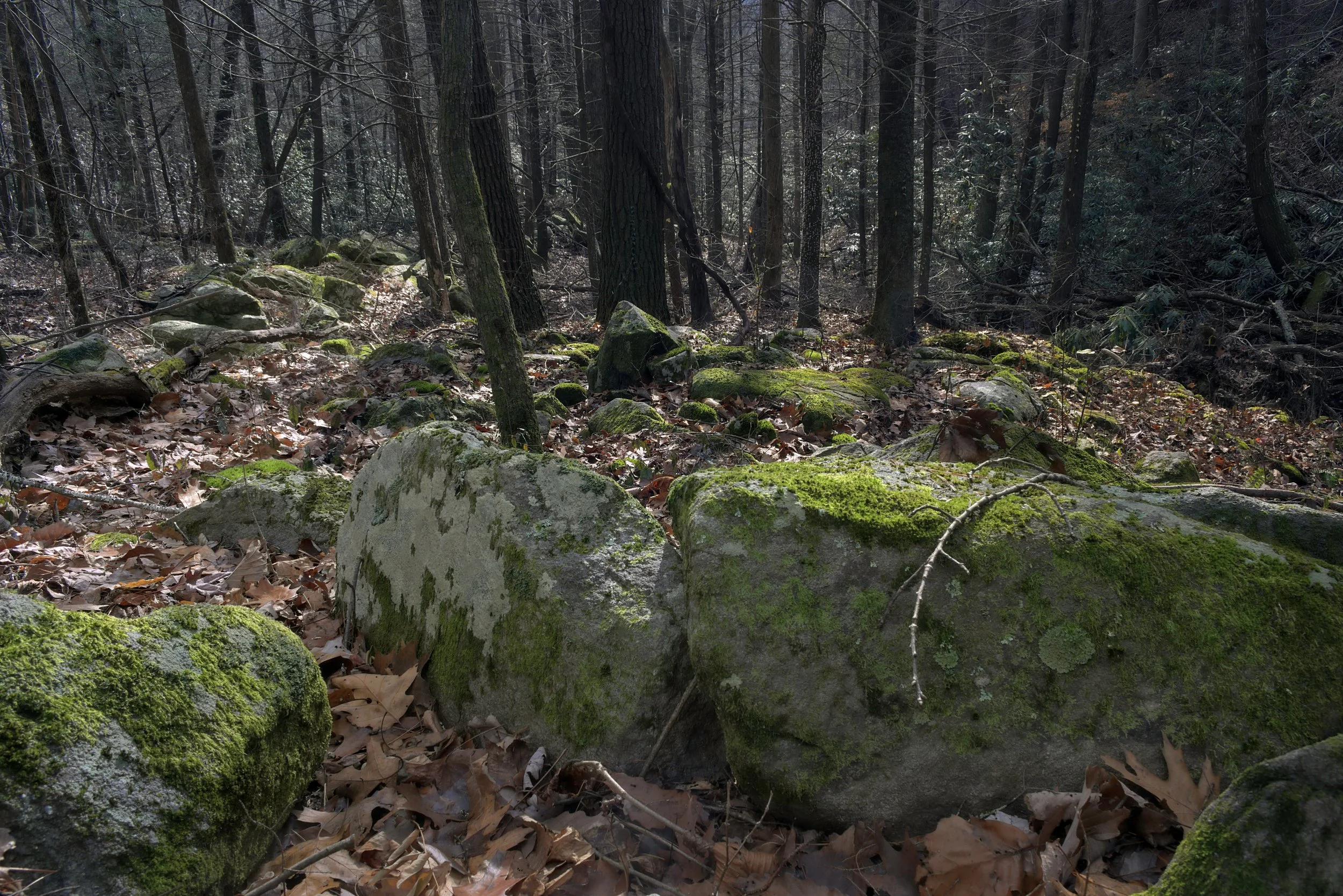 Moss-Lit Boulder Line