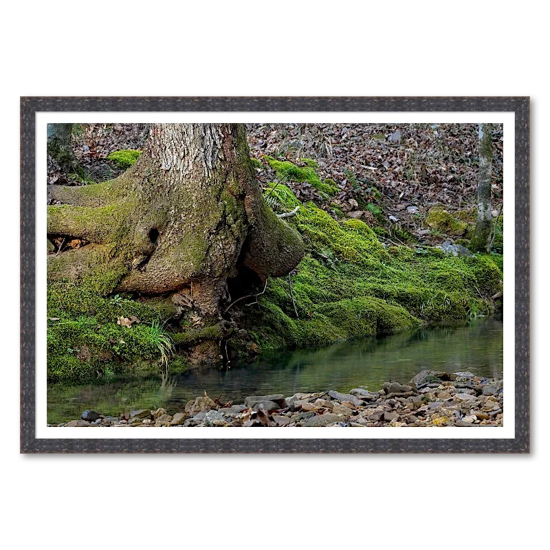 Tree Roots Along a Mossy Creek Bank_Framed.webp
