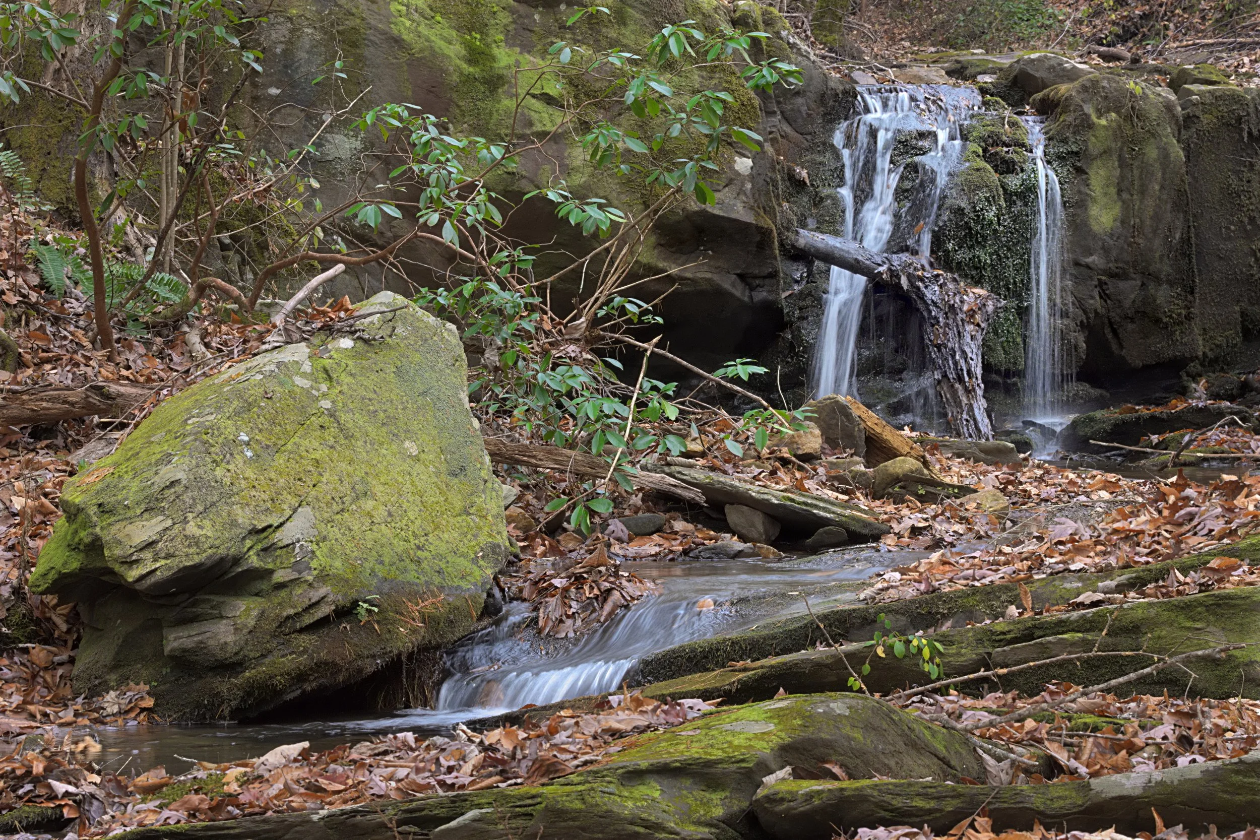 Detailed, intimate landscape photo of an Appalachian waterfall over mossy rock. Diffused forest light. Features a large, textured mossy boulder, autumn leaves, and rhododendron understory.