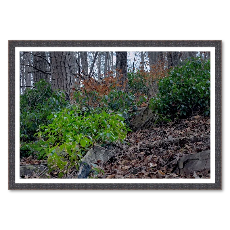Appalachian Forest Understory in Winter_Framed.webp