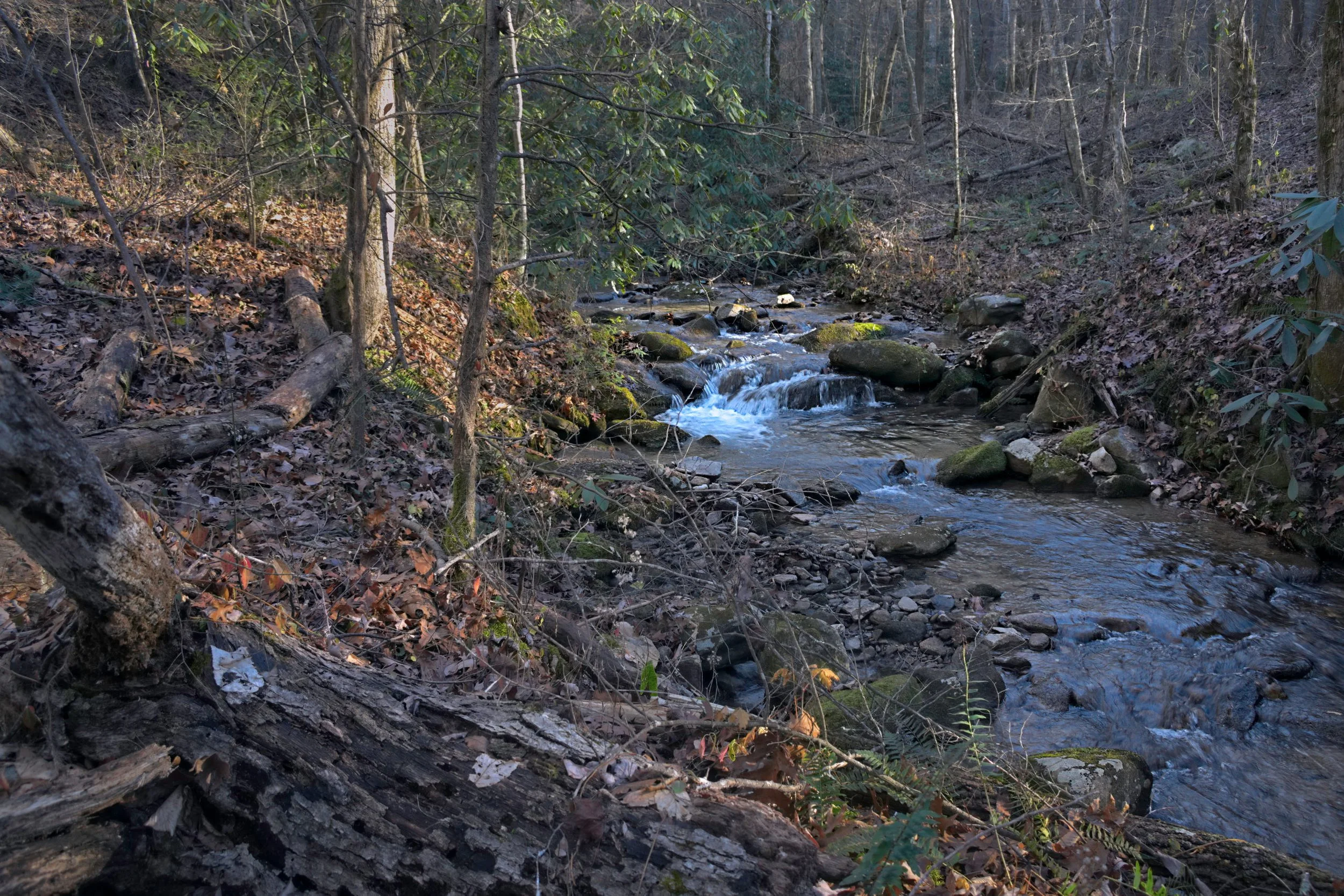 A small creek flowing through a wooded forest, with rocks and fallen leaves along its banks.