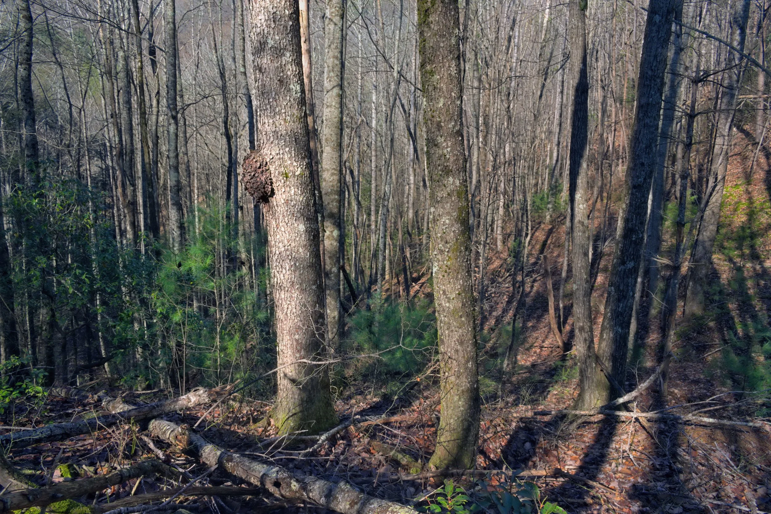 Intimate forest view of a steep, densely wooded slope in winter. Natural light and shade highlight complex organic textures, bare trees, a tree burl, and new pine shoots in an Appalachian setting.
