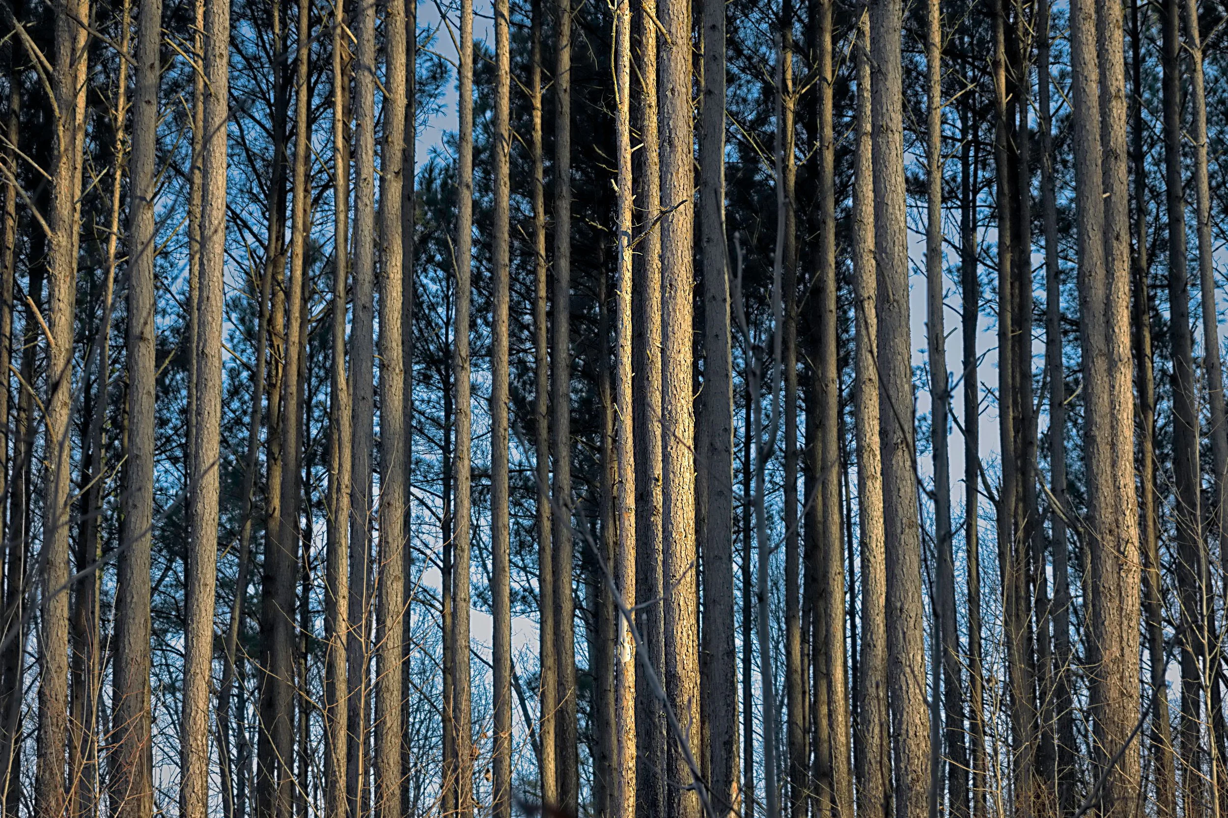 Winter Pine Canopy | Limited Edition