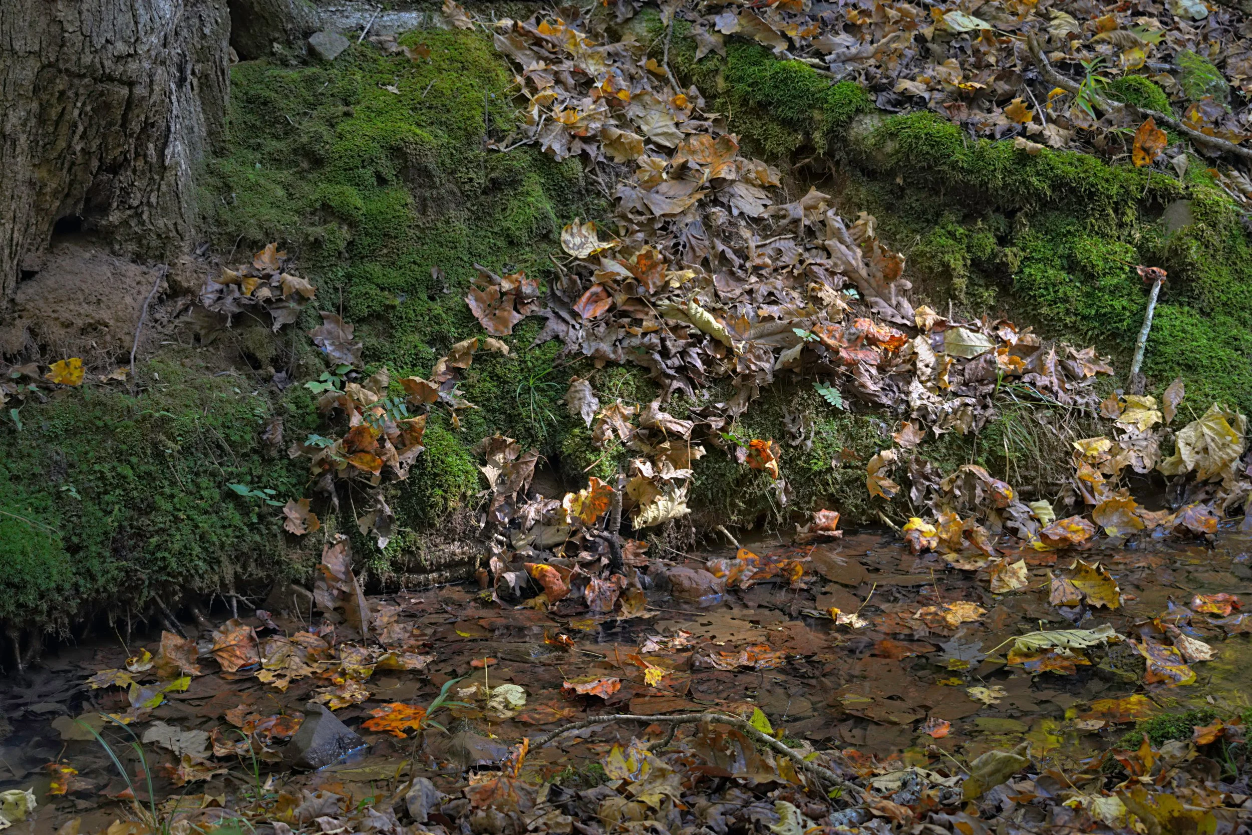 Autumn Leaves by a Creek