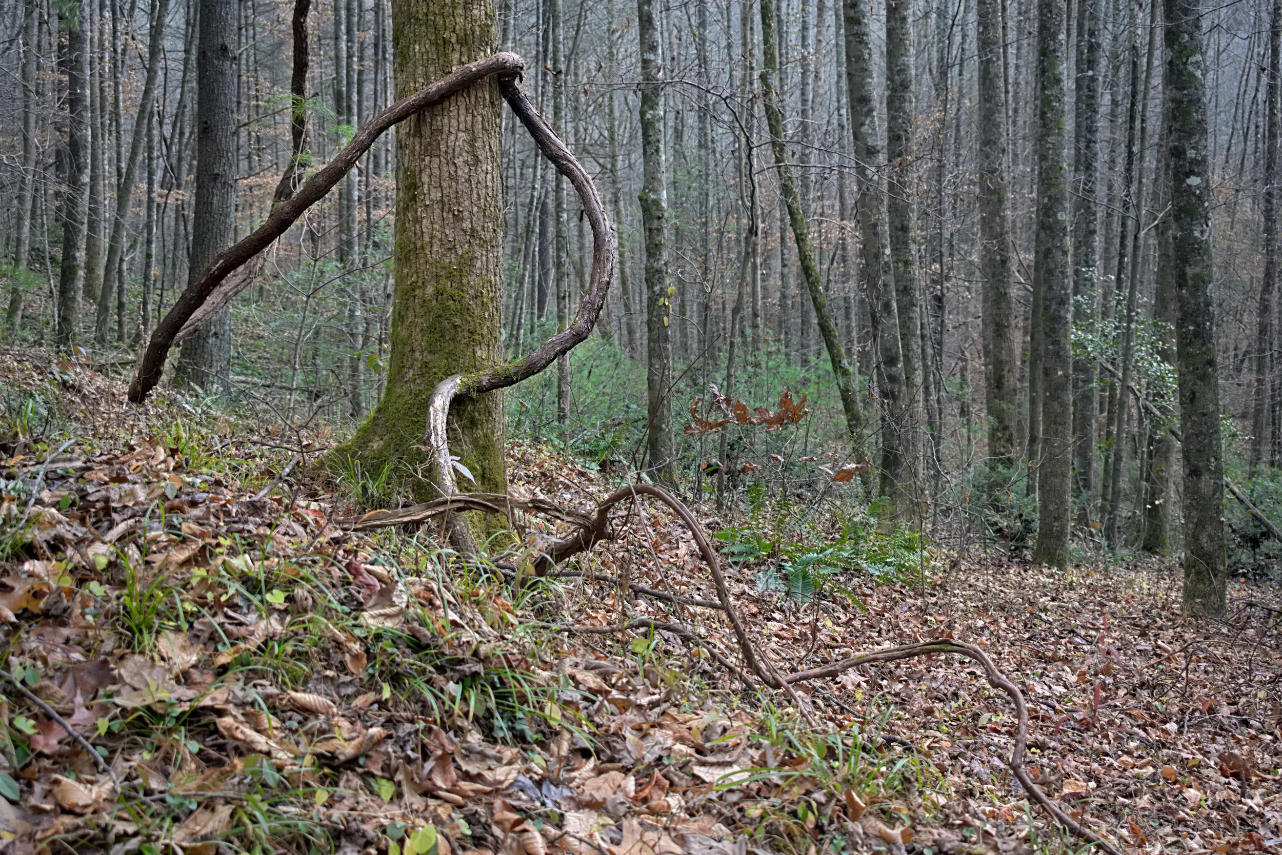 Series: The Experience of Natural Imagery