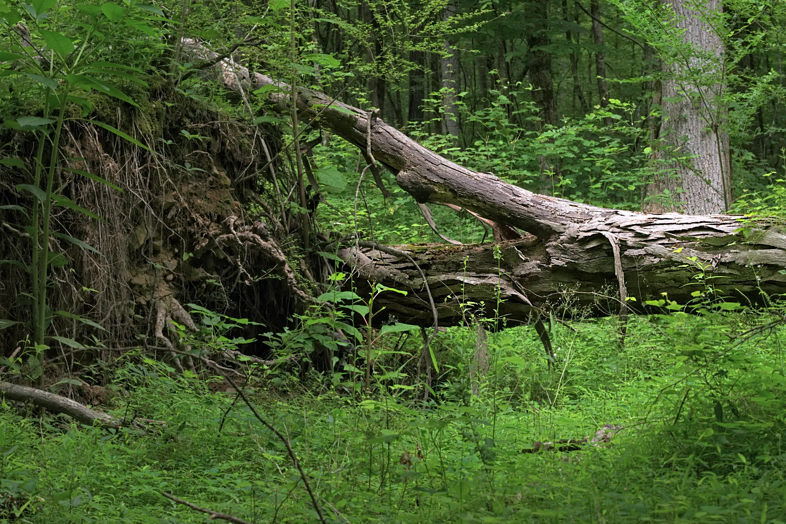 Intimate forest landscape with a fallen trunk crossing from an exposed root bank into lush green understory, soft light catching weathered bark textures.