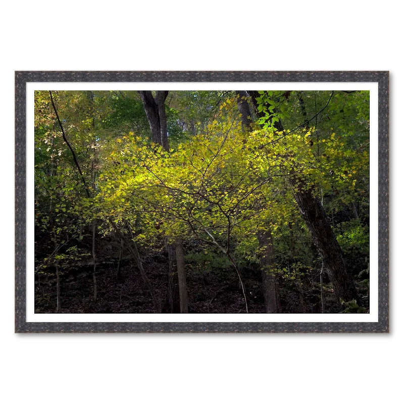 Yellow Maple Canopy_Framed.webp