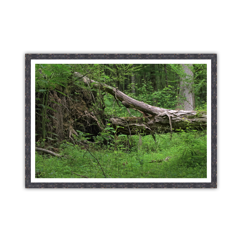 Uprooted Passage_Framed.png