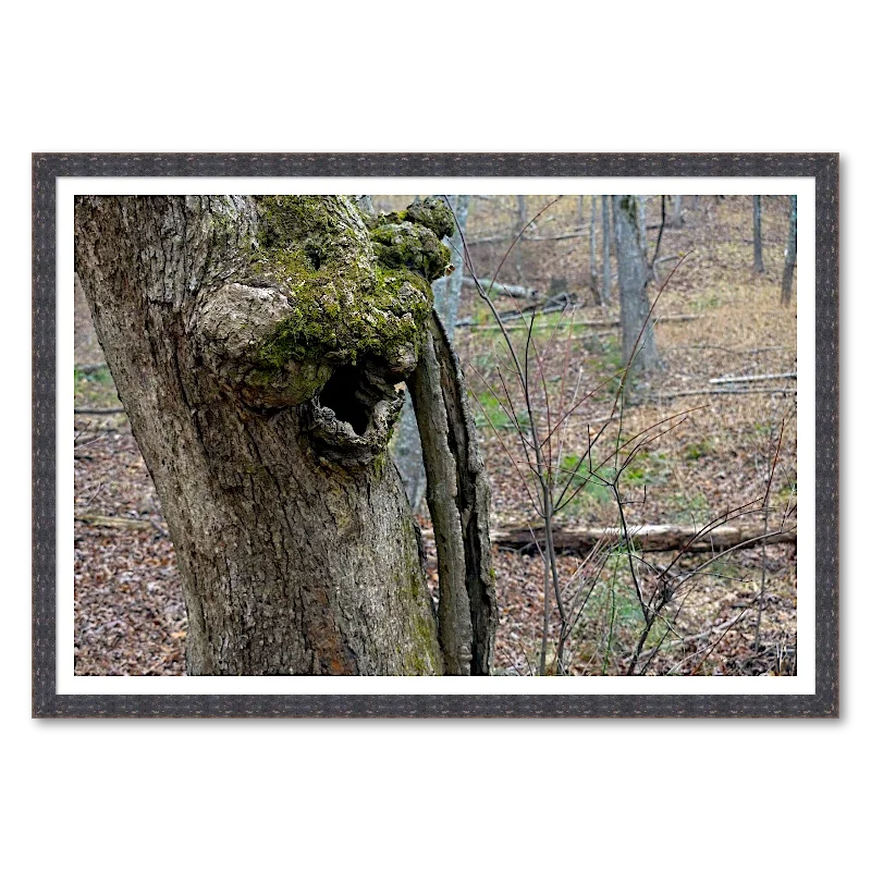 Tree Burl Hollow - Winter Woodland_Framed.webp