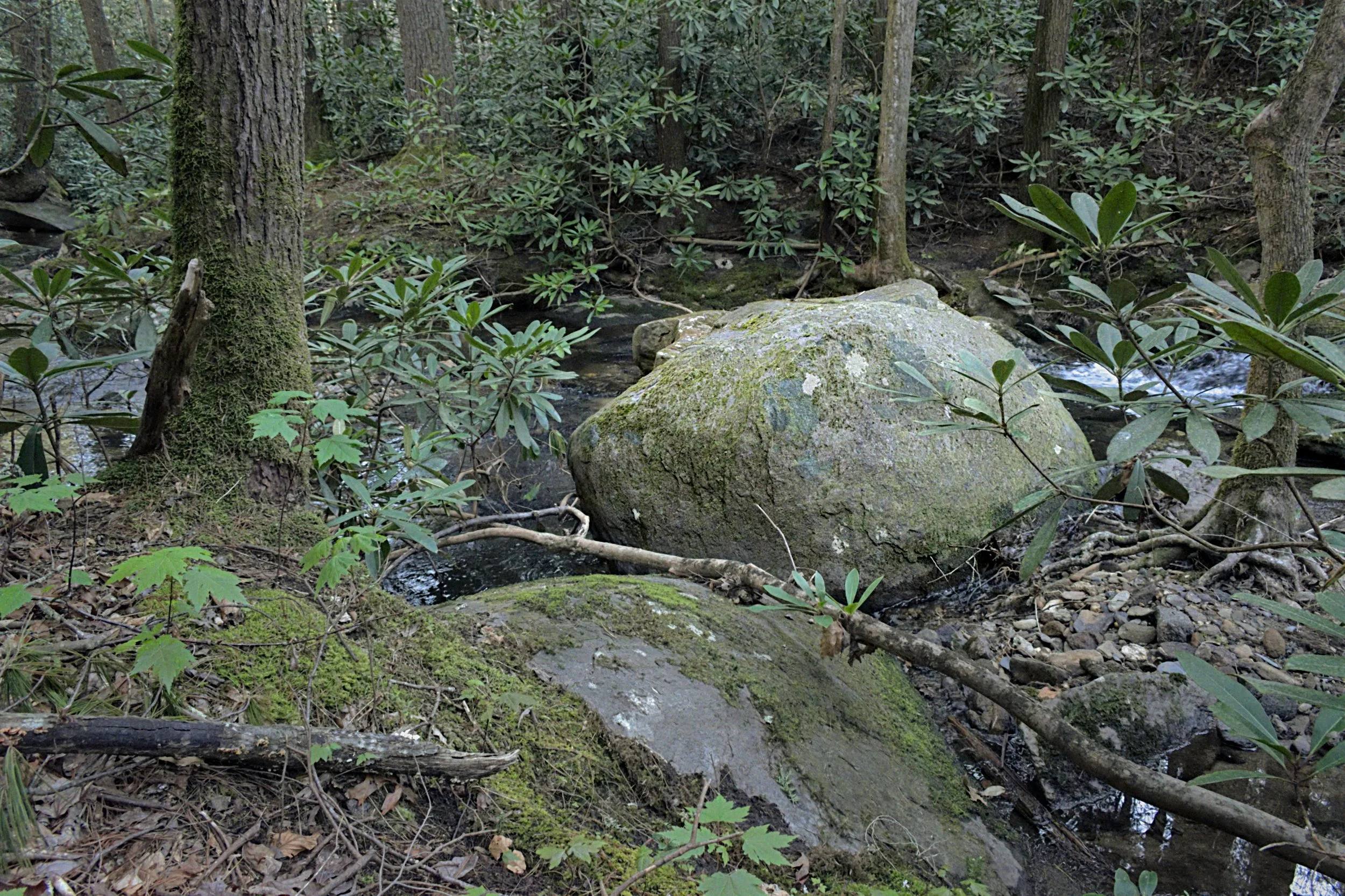 Textural landscape of a forest stream with a large moss-covered boulder. Features rhododendron bushes and dappled light, focusing on the organic textures of rock and water.