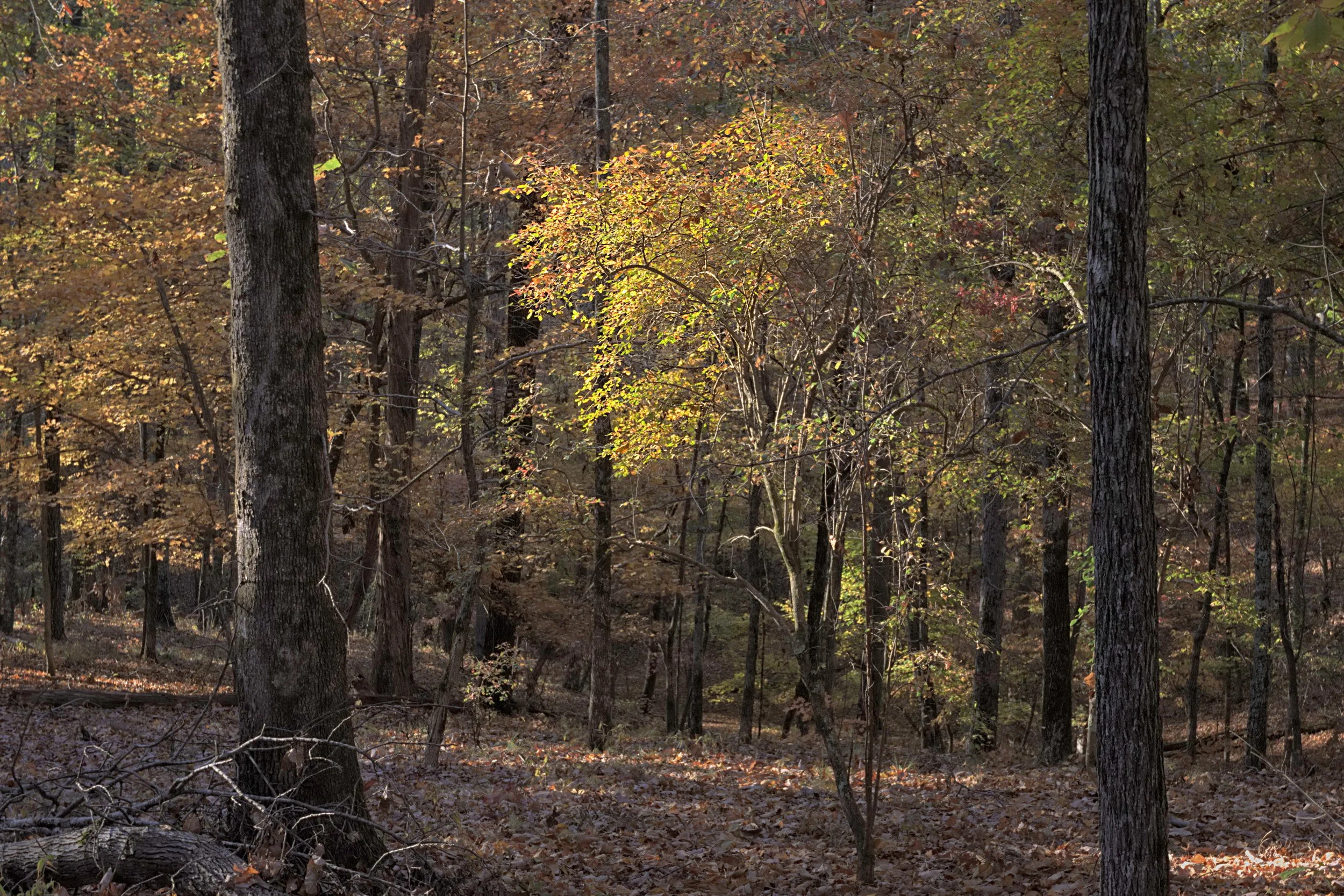 An intimate textural photograph of an autumn Appalachian forest with a focused patch of sunlit golden leaves amidst dark tree trunks and a carpet of brown fallen leaves.