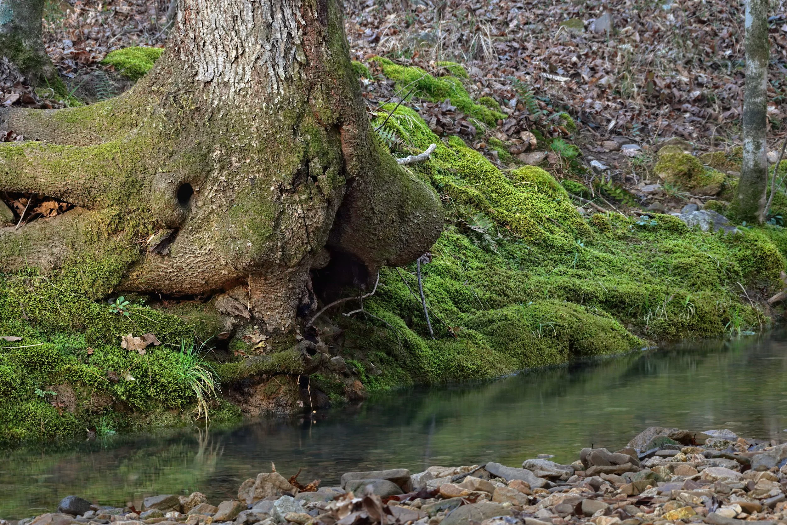 A detailed photograph of a thick, gnarled tree base covered in vibrant green moss, situated on the edge of a calm, shallow creek with visible stones underwater.
