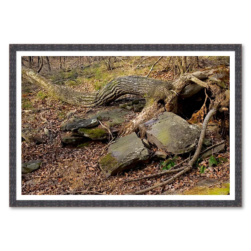 Root Bridge Over Stone_Framed.webp