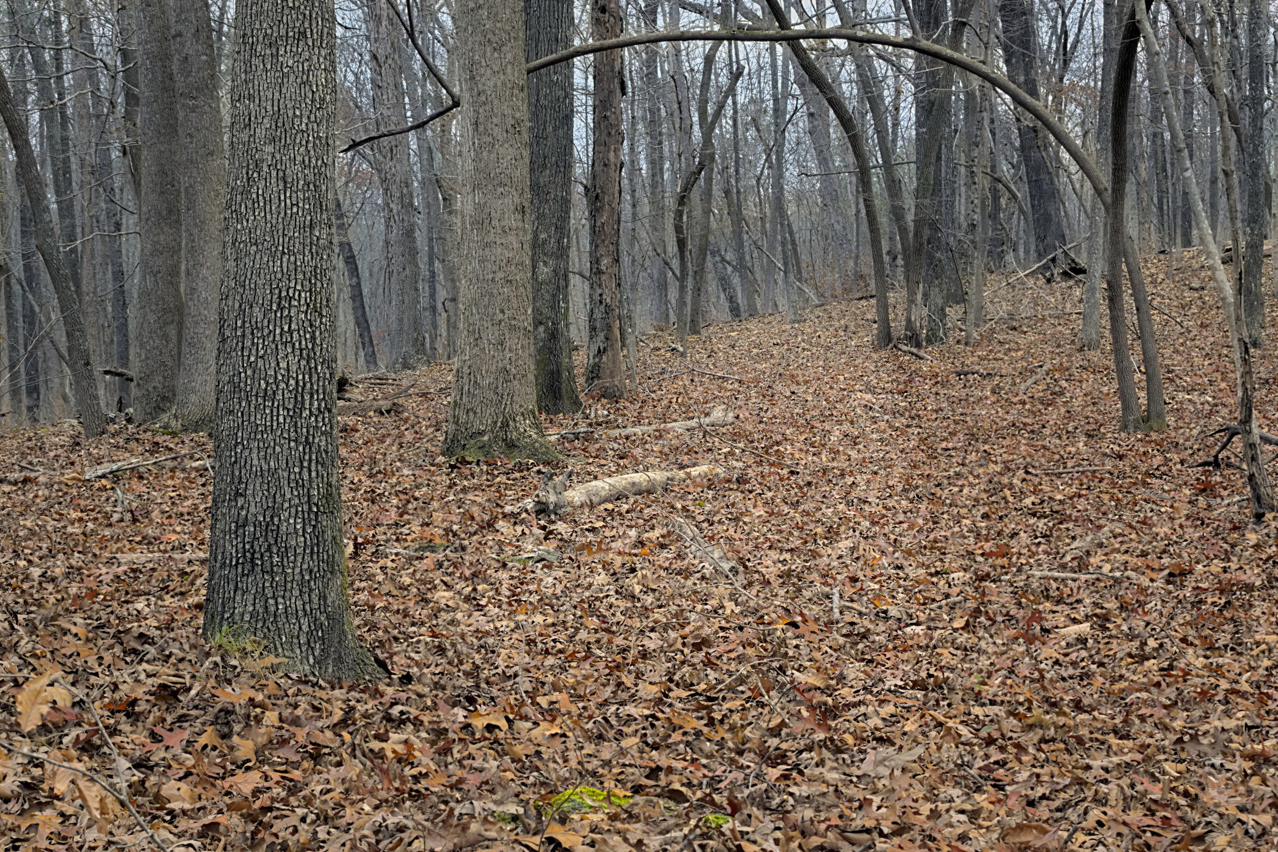 SquareSpace - D5600 - Sloppy Floyd's 2020:12:12 11:16:38_v2.jpg