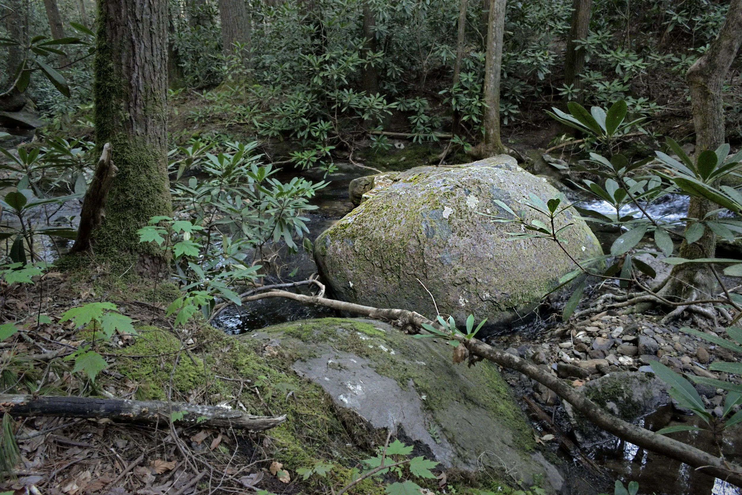 Textural landscape of a forest stream with a large moss-covered boulder. Features rhododendron bushes and dappled light, focusing on the organic textures of rock and water.