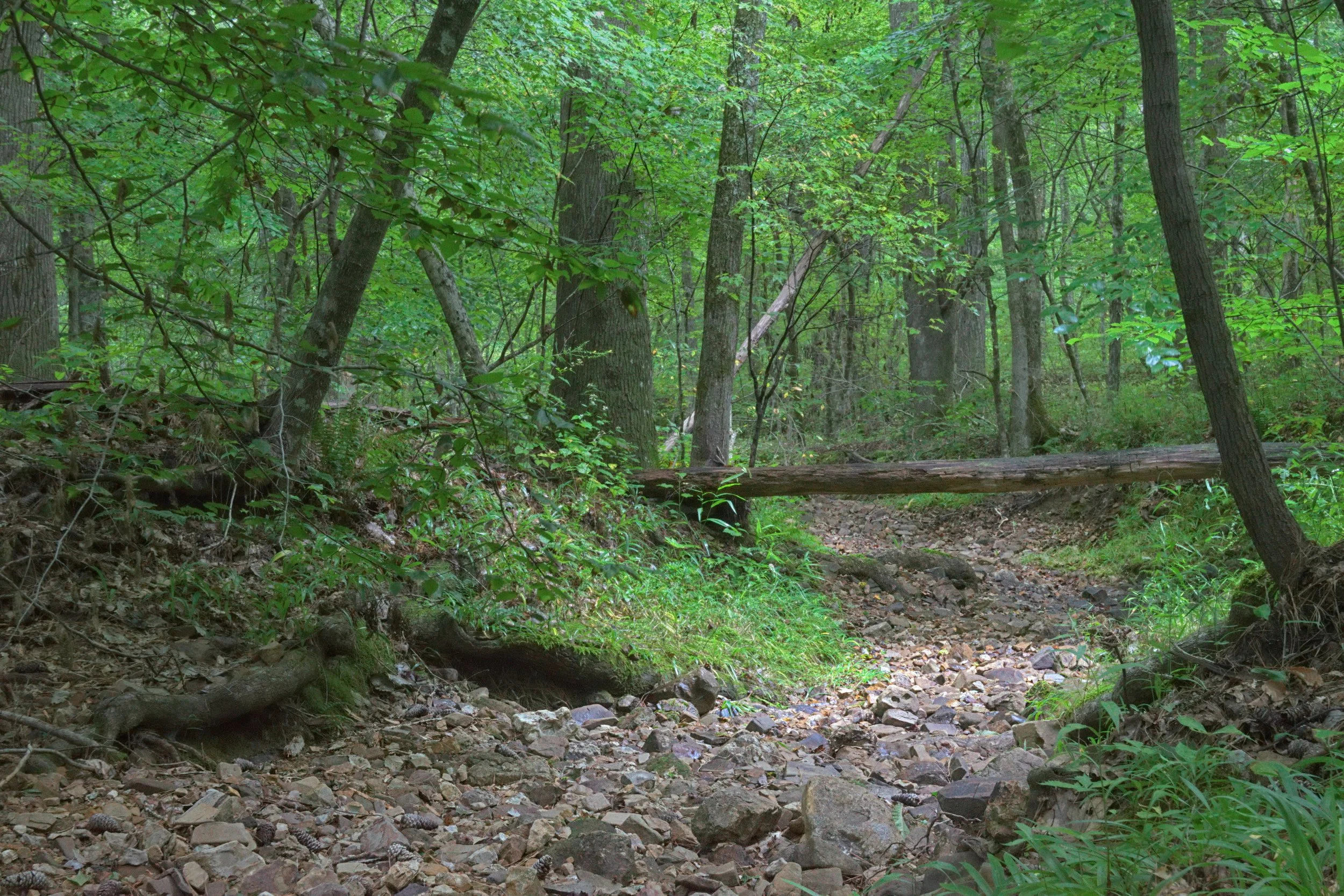 Dry Creek Crossing - Late Summer Interior