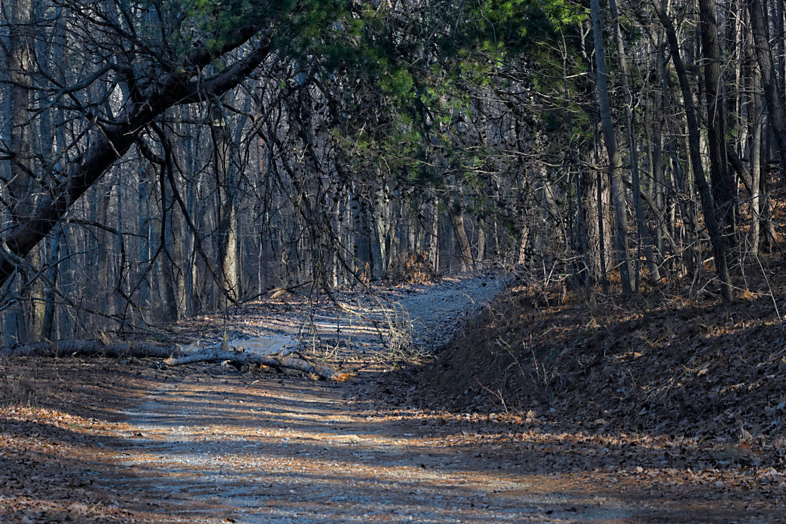 Forest Road Through Winter Forest Interior