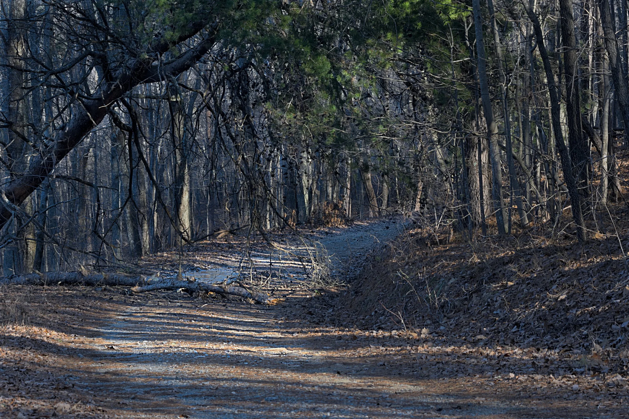 Forest Road Through Winter Forest Interior
