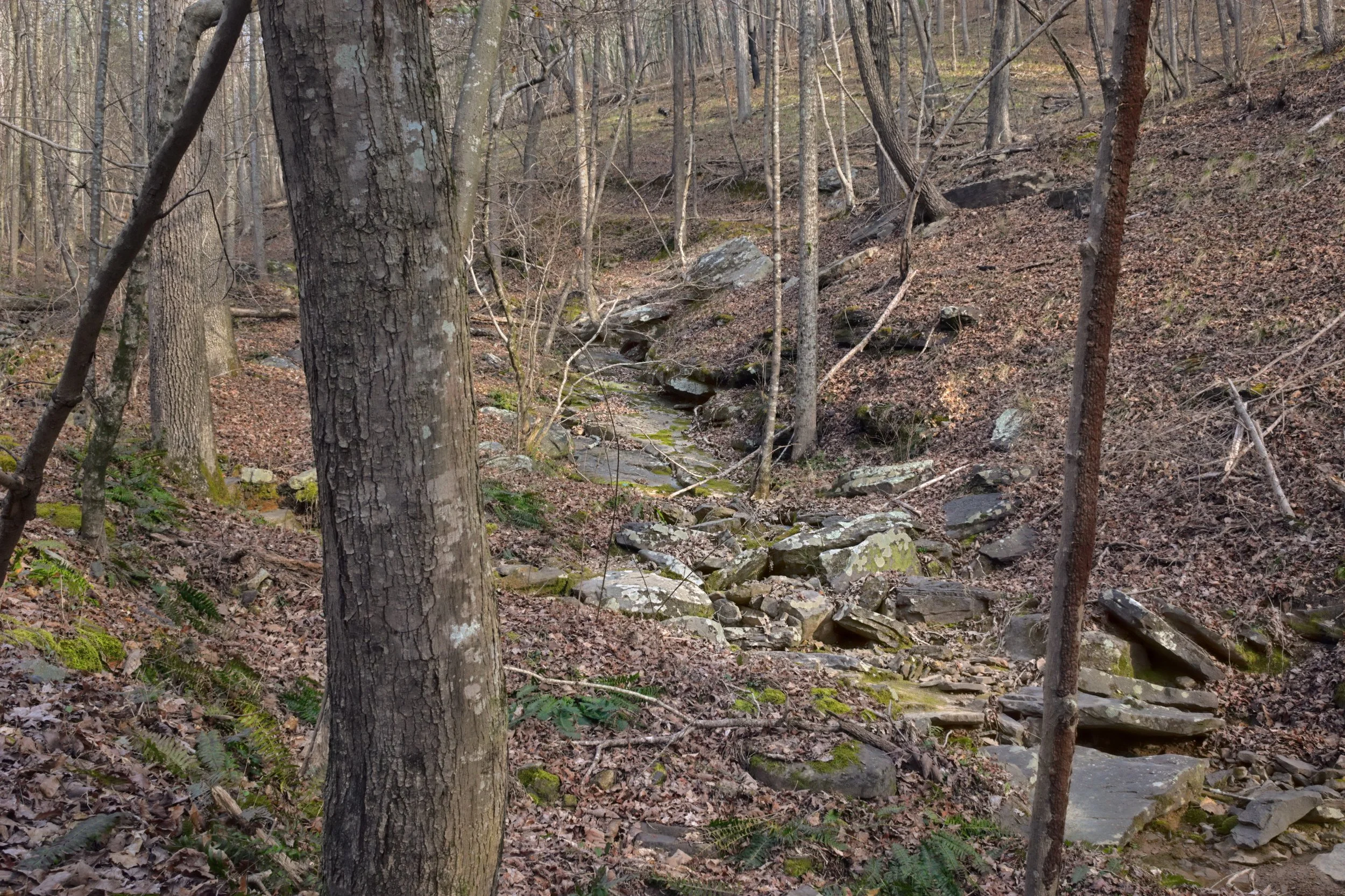 A technical landscape featuring a dry, rocky gully in a dormant hardwood forest. The focus highlights the rough texture of a foreground tree trunk and mossy stones under soft, even light.