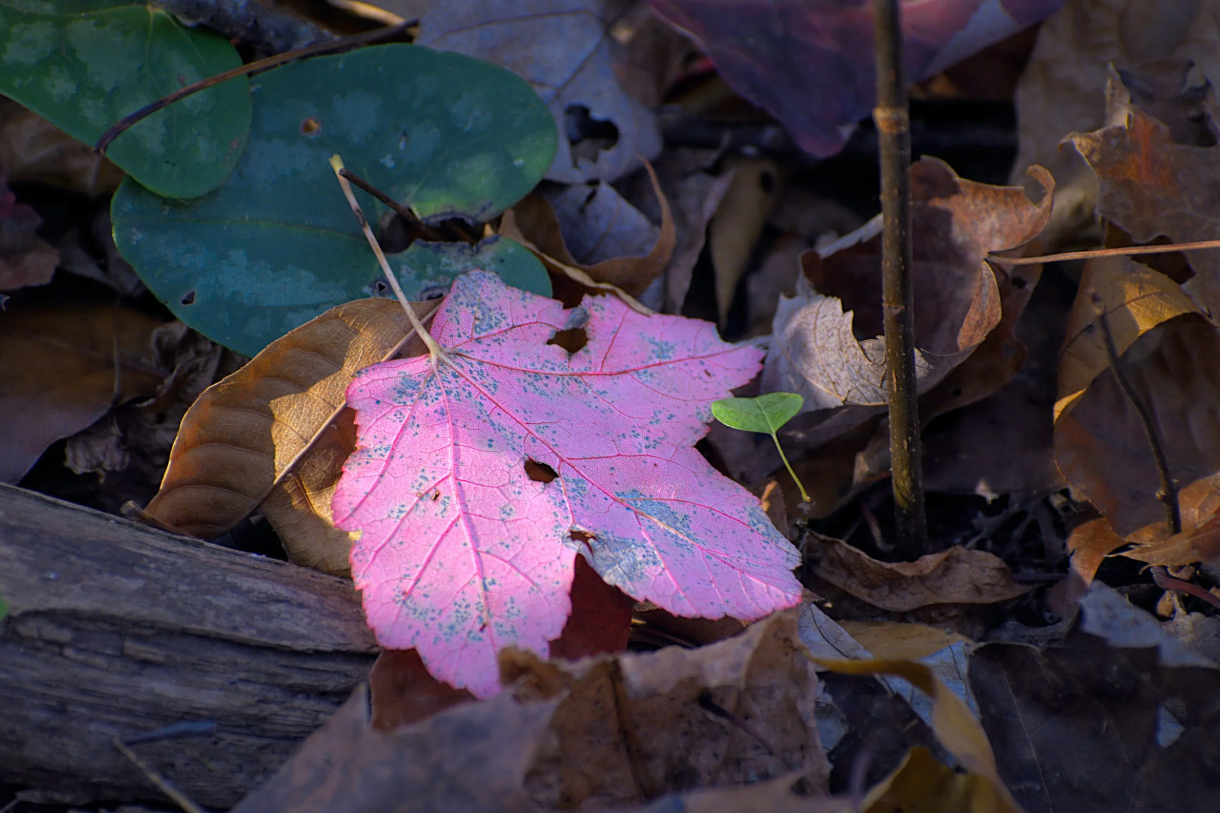 Pink Maple Leaf in Autumn Forest Floor Light