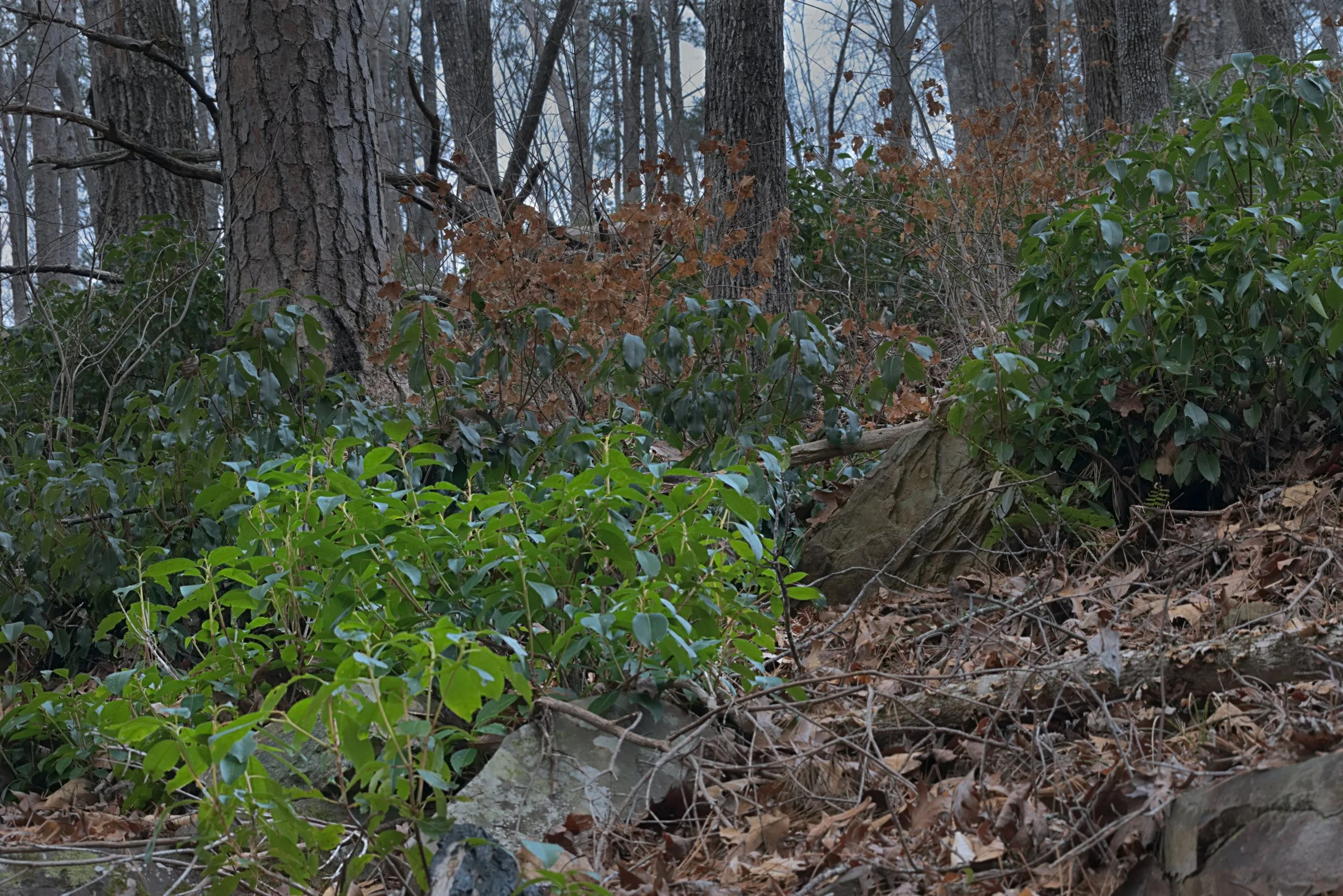 Appalachian Forest Understory in Winter