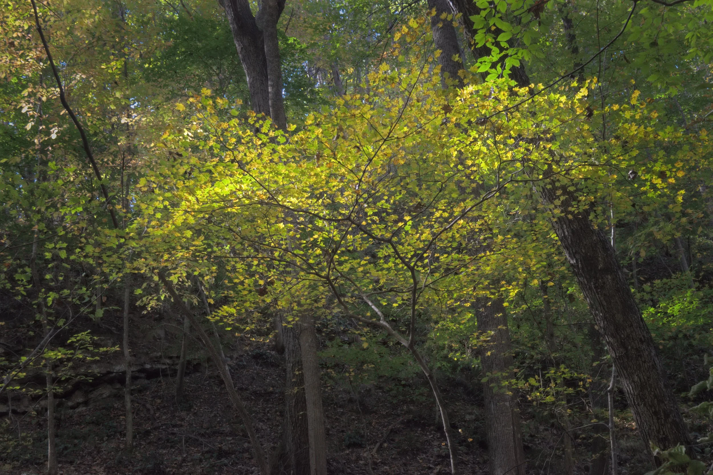 An understory tree with luminous golden-yellow leaves, dappled in sunlight against the dark, detailed bark and shadowy depth of the Appalachian forest.