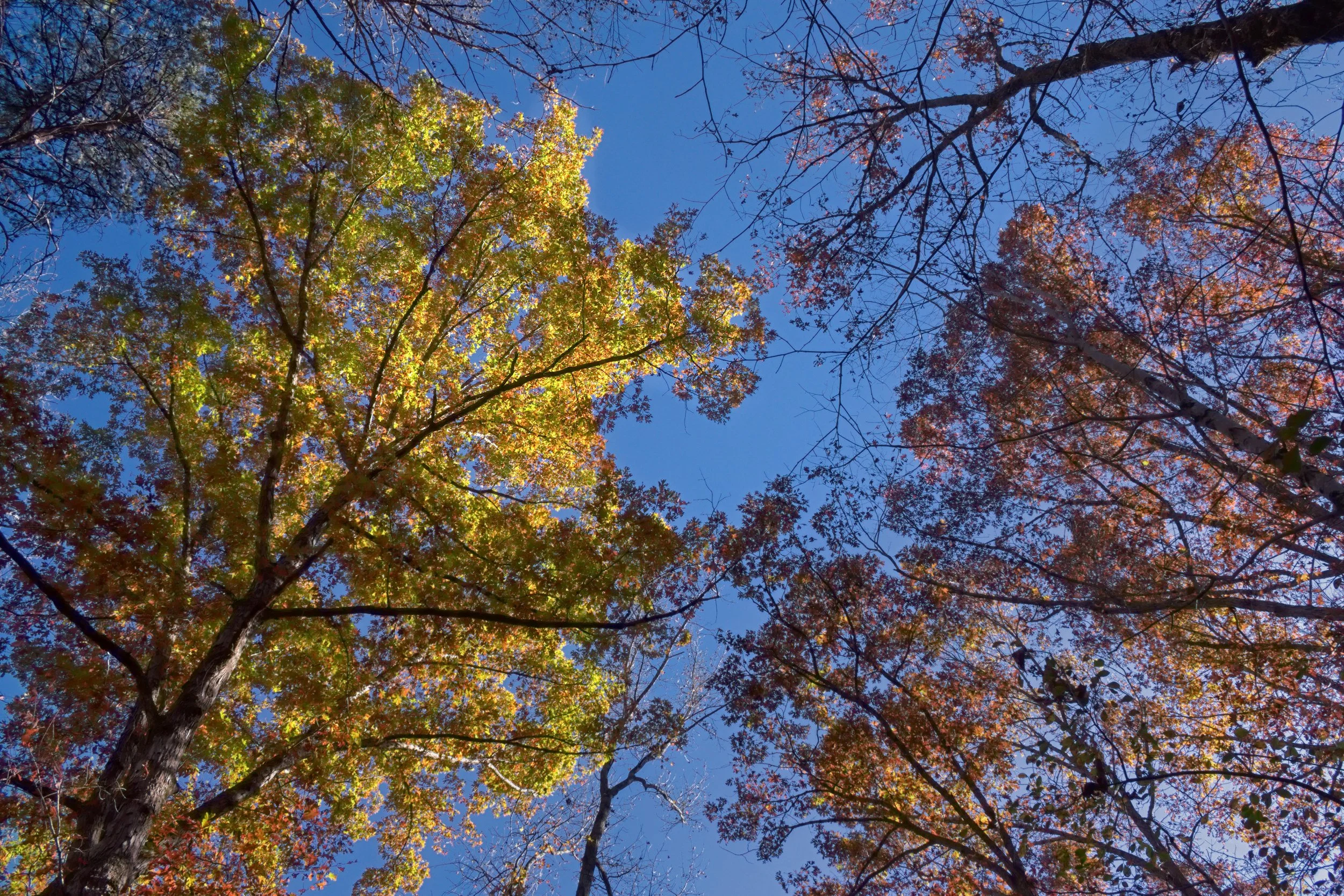 Intimate low-angle photograph capturing the delicate canopy texture of autumn trees against a deep blue sky. Soft golden hour light illuminates detailed yellow, orange, and russet leaves.