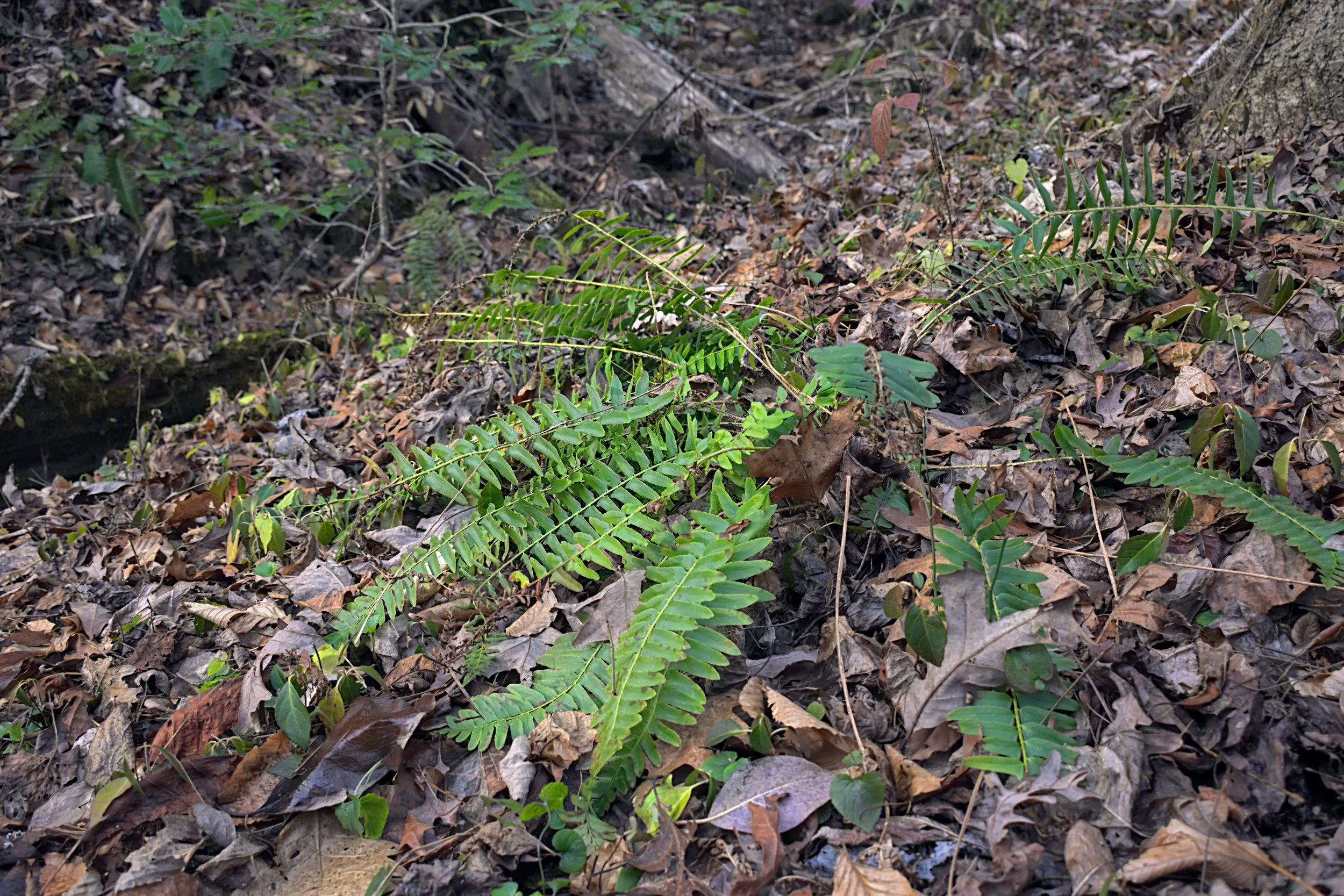 Winter Ferns Along a Woodland Slope