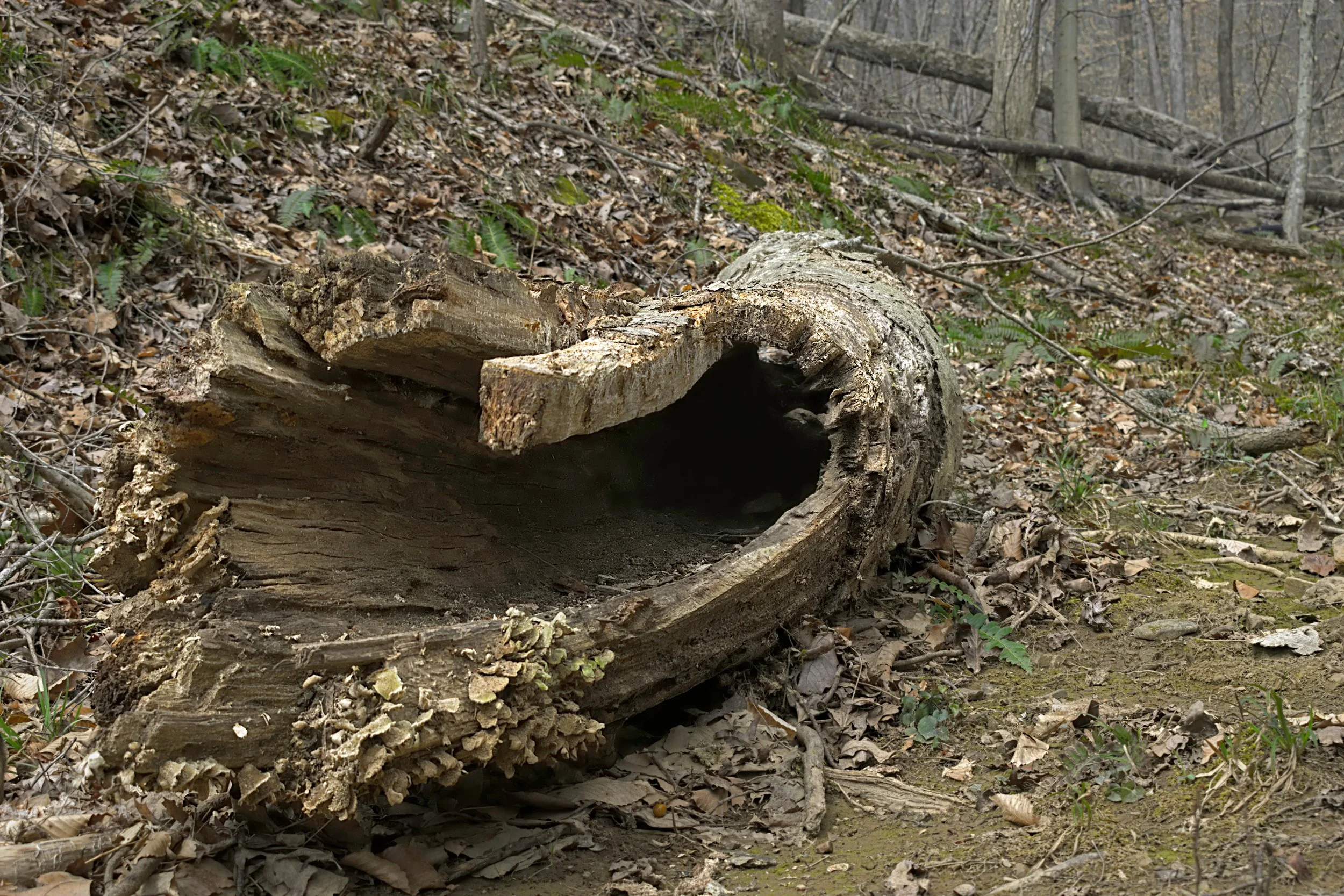Fallen Log on Hillside