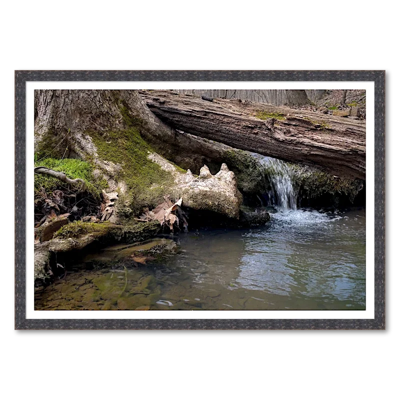 Root Bridge, Spring Seep_Framed.webp