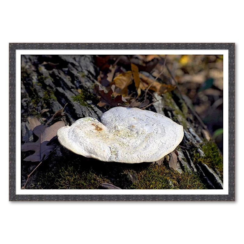 Shelf Fungus on Fallen Oak_Framed.webp