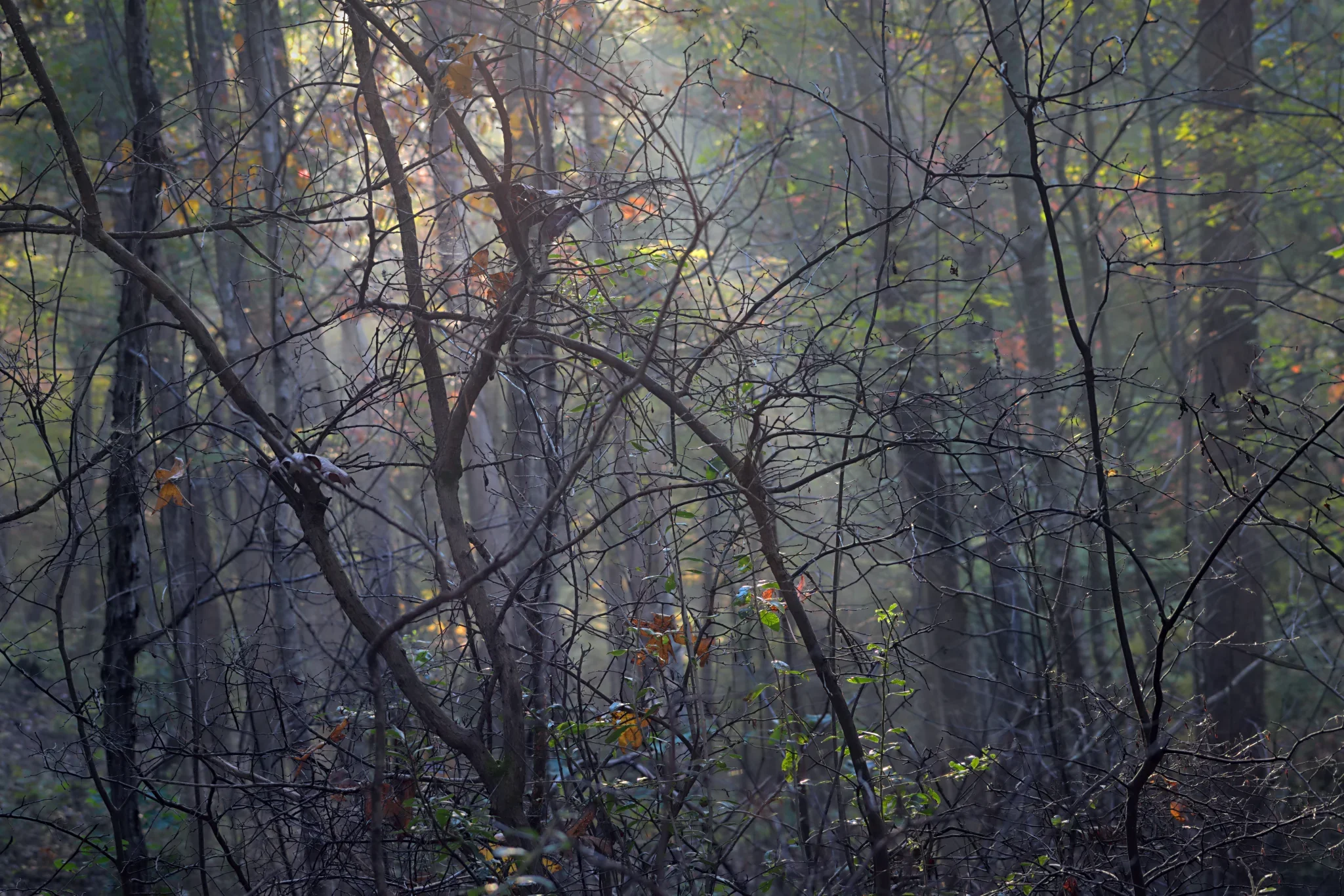 What Do We Notice When We Look at Nature?
Part of the series: "The Experience of Natural Imagery"