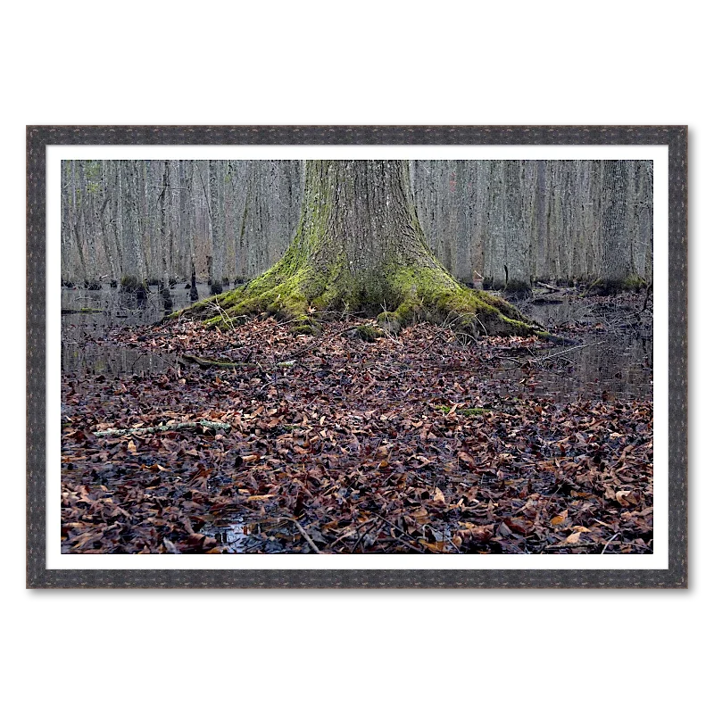 Oak at the Waterline_Framed.webp