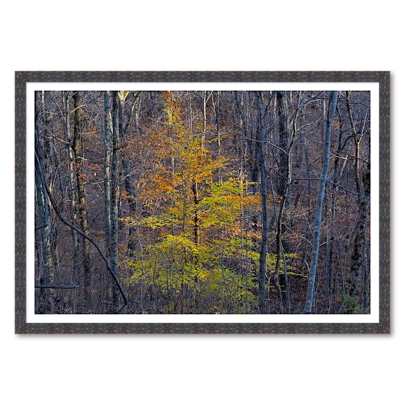 Young Beech in Late Autumn Light_Framed.webp