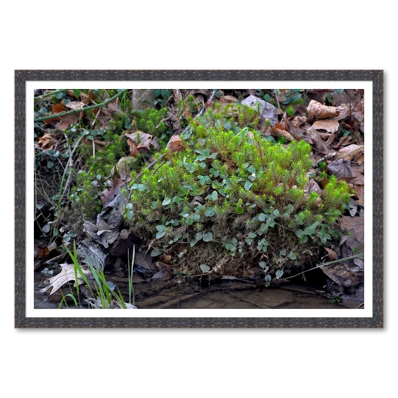 Moss Mound Along a Creek_Framed.webp
