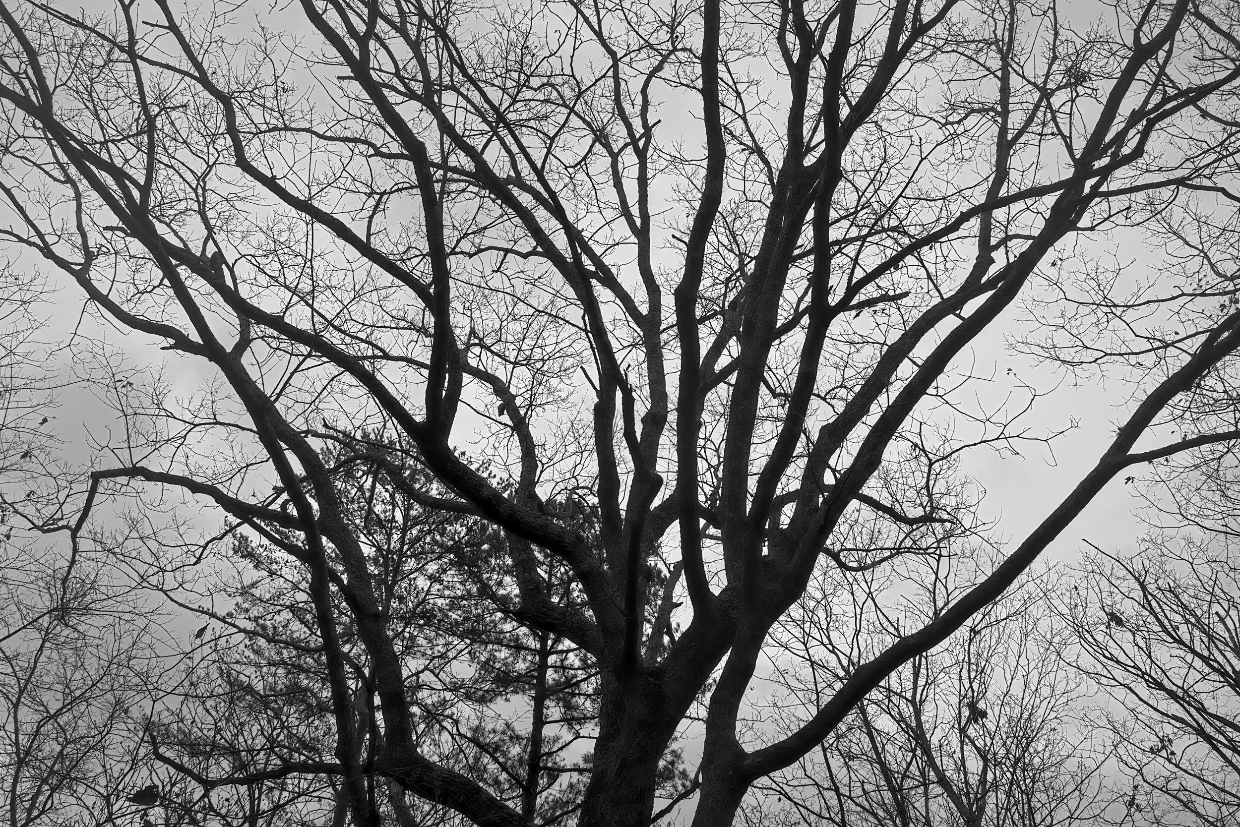 Winter Canopy Silhouette
