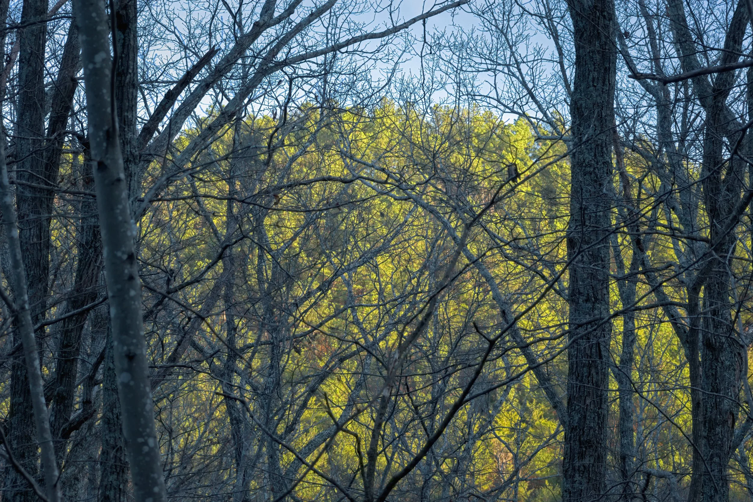 Cool-toned foreground of bare gray branches creates a dense lattice against a softly lit green hillside; directional morning light reveals layered depth and fine organic texture.