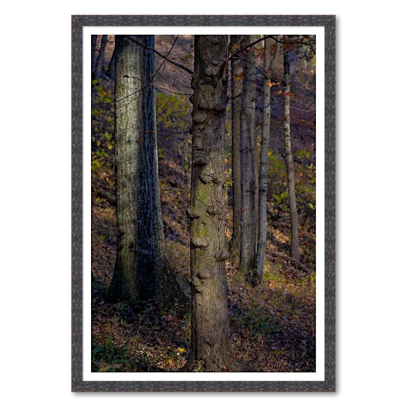 Beech Trunk with Burr Knots_Framed.webp
