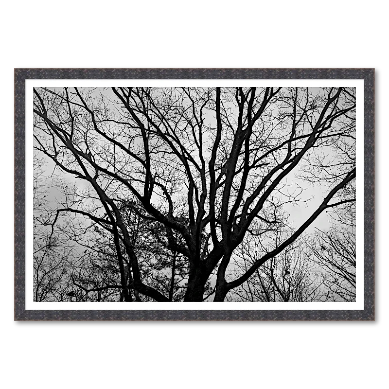 Winter Canopy Silhouette_Framed.webp