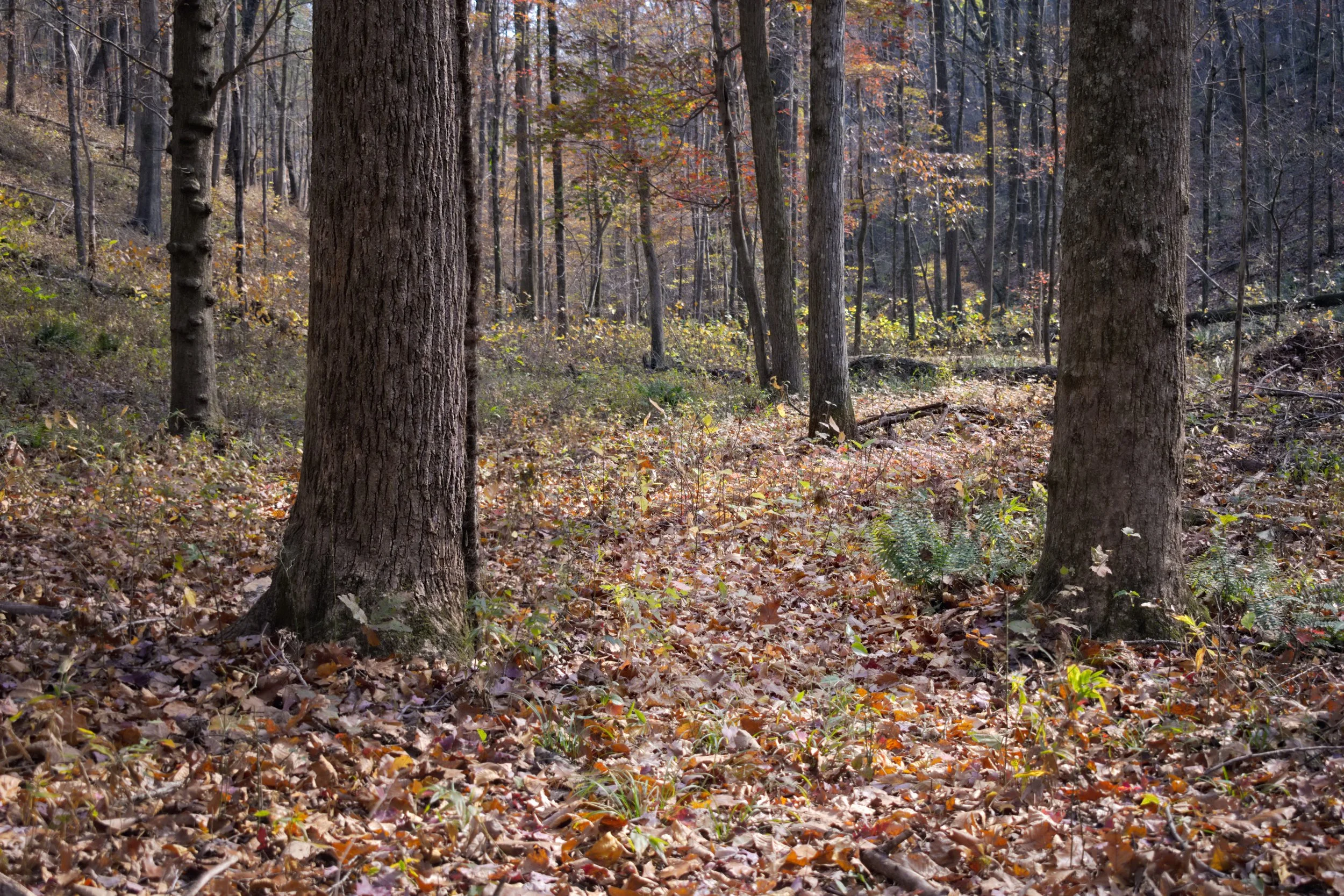 Forest Floor and Trunks.jpg