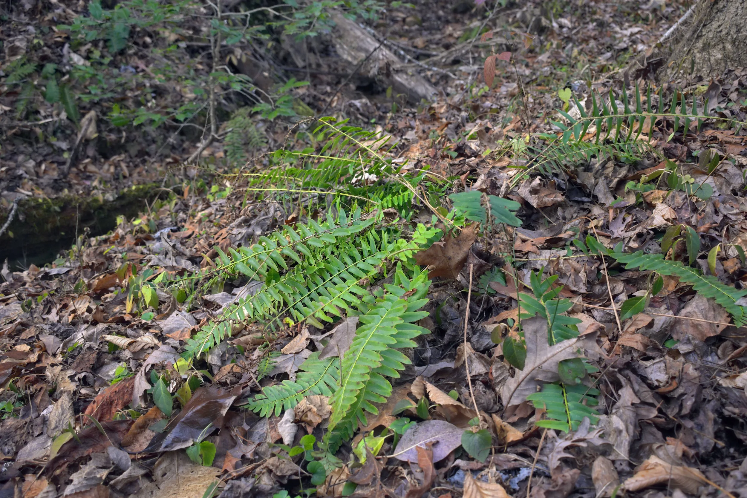 Winter Ferns Along a Woodland Slope.jpg