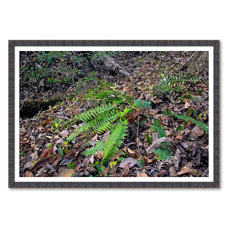 Winter Ferns Along a Woodland Slope_Framed.webp