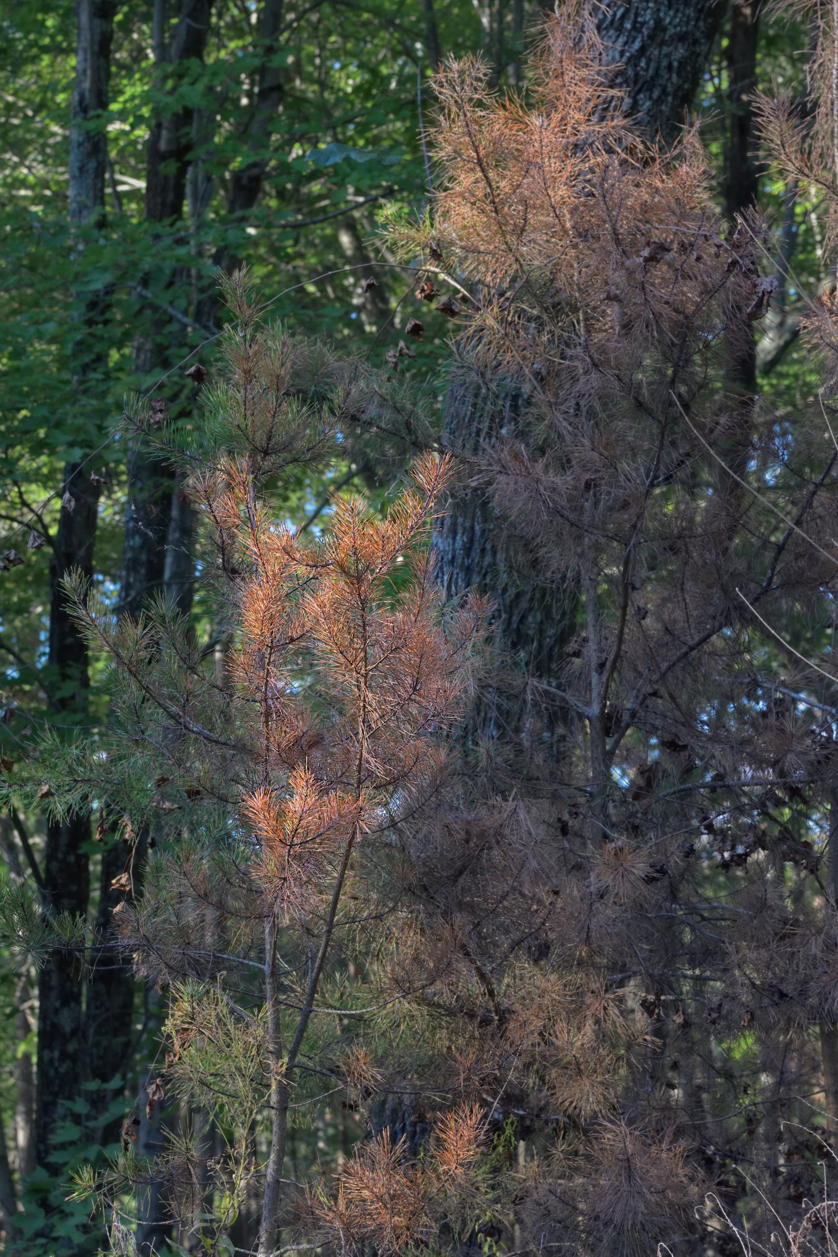 Golden evening light illuminating delicate pine needles against a dark, textured forest backdrop. An intimate landscape focusing on warm light and fine organic detail.