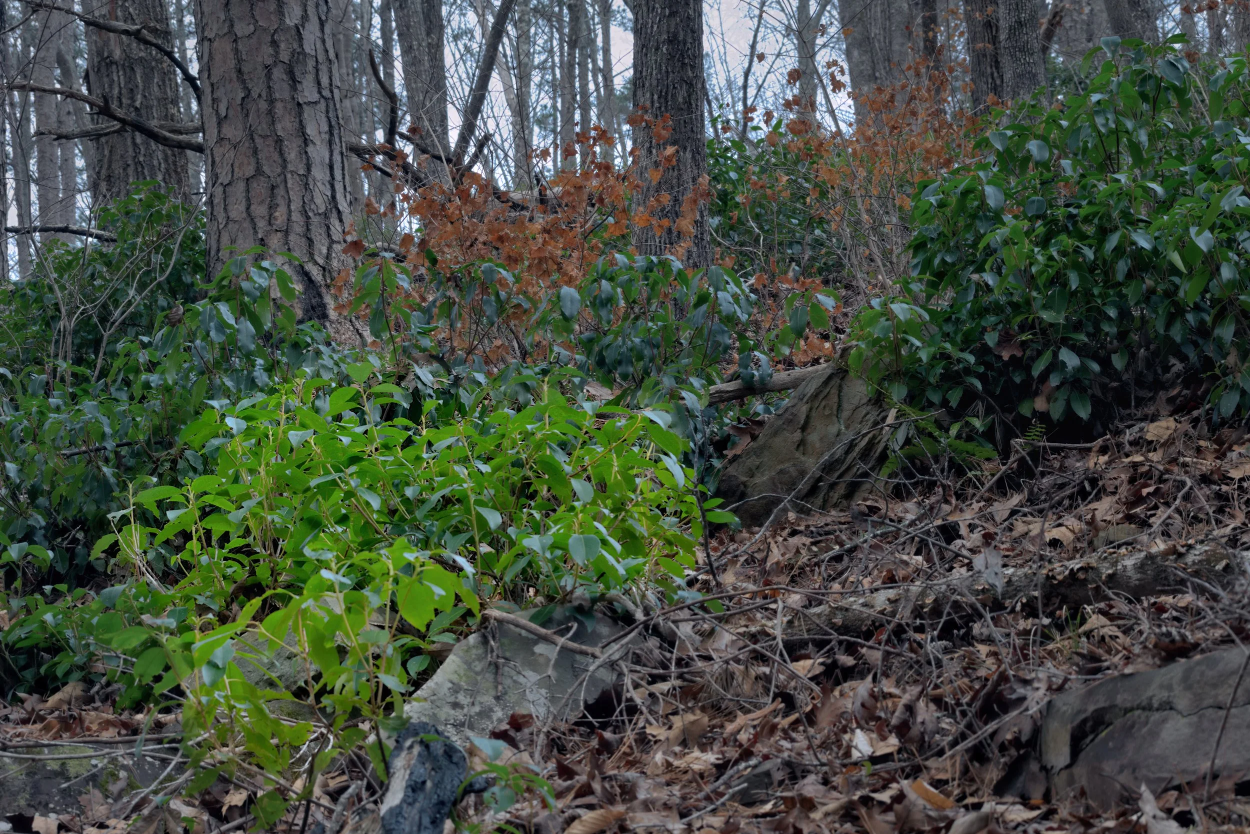 Layers of mountain laurel and evergreen shrubs on a rocky Appalachian hillside. Detailed view of waxy green leaves, pine bark, and dry forest floor litter in soft, natural light.