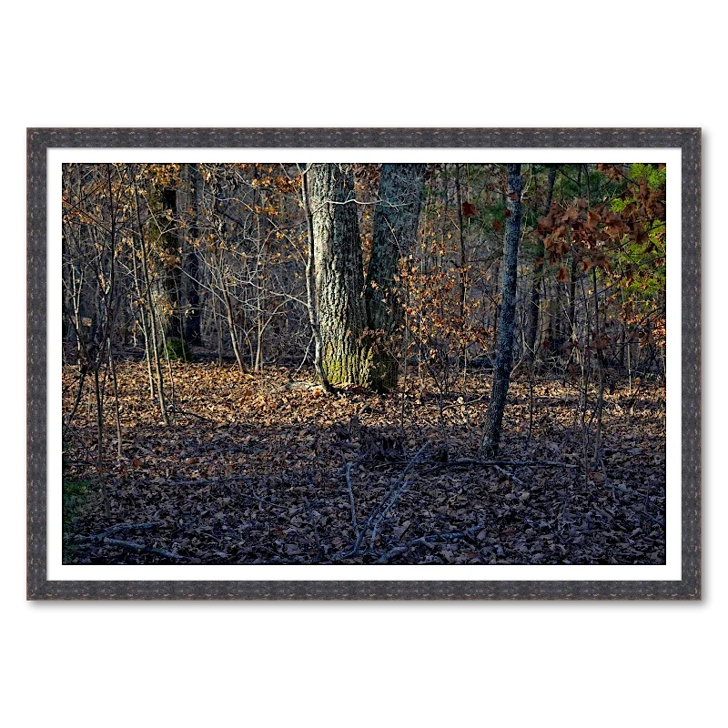 White Oak Trunk - Late Winter Light_Framed.webp