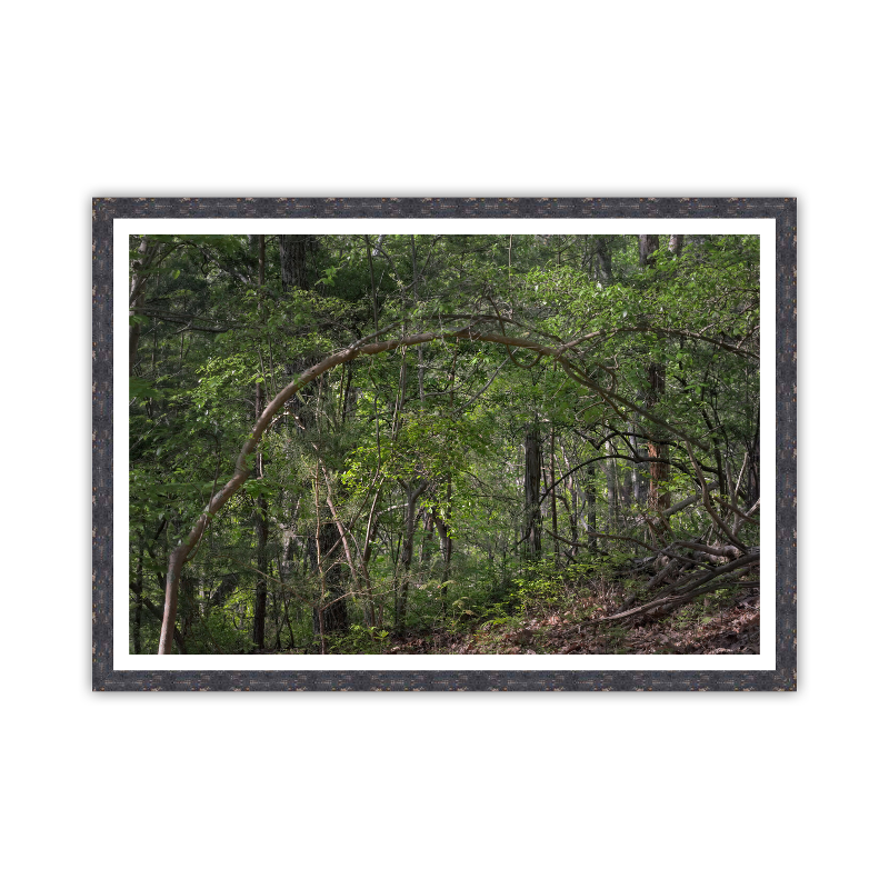 Forest Arch_Framed.png