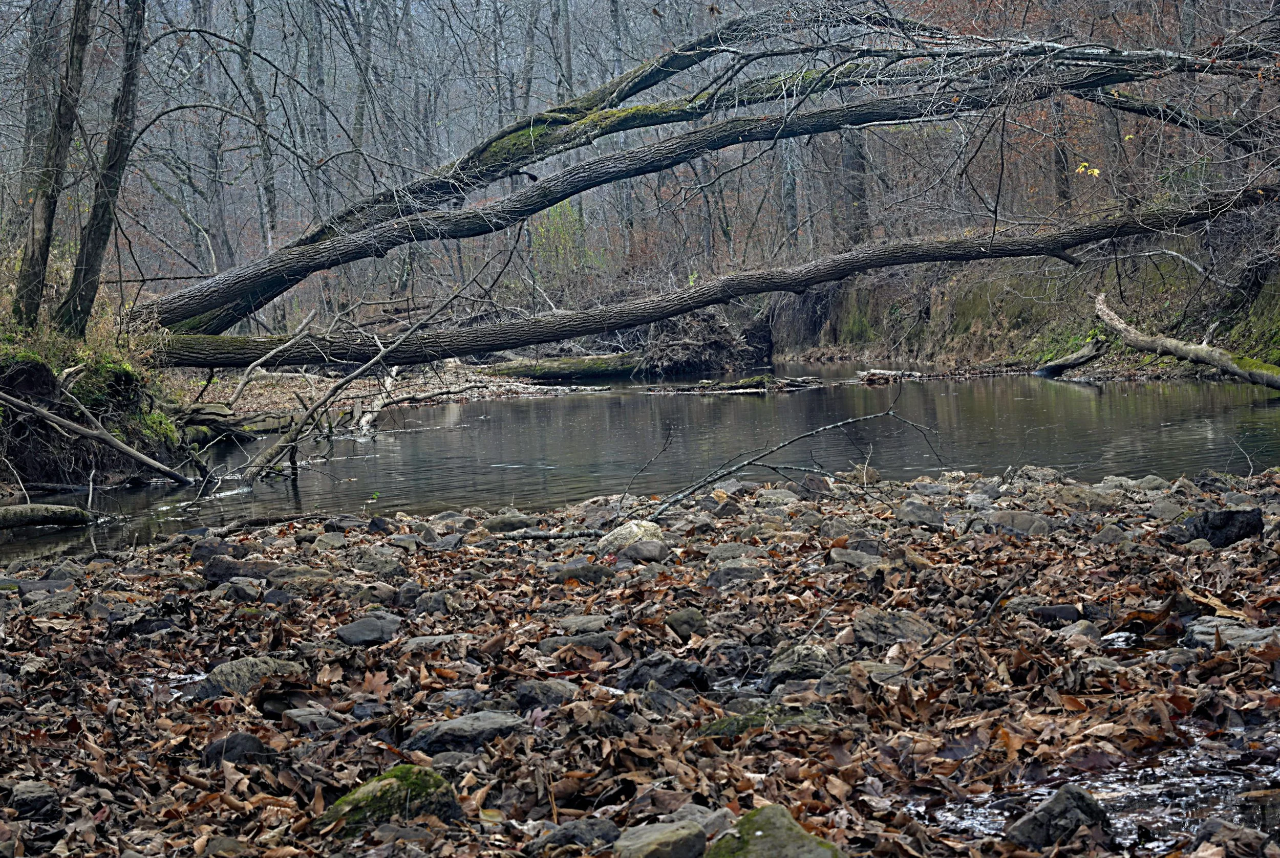 Intimate landscape of an Appalachian creek with massive fallen trunks arching over still water. High texture detail on river stones, dry leaves, and mossy bark under soft, flat light.