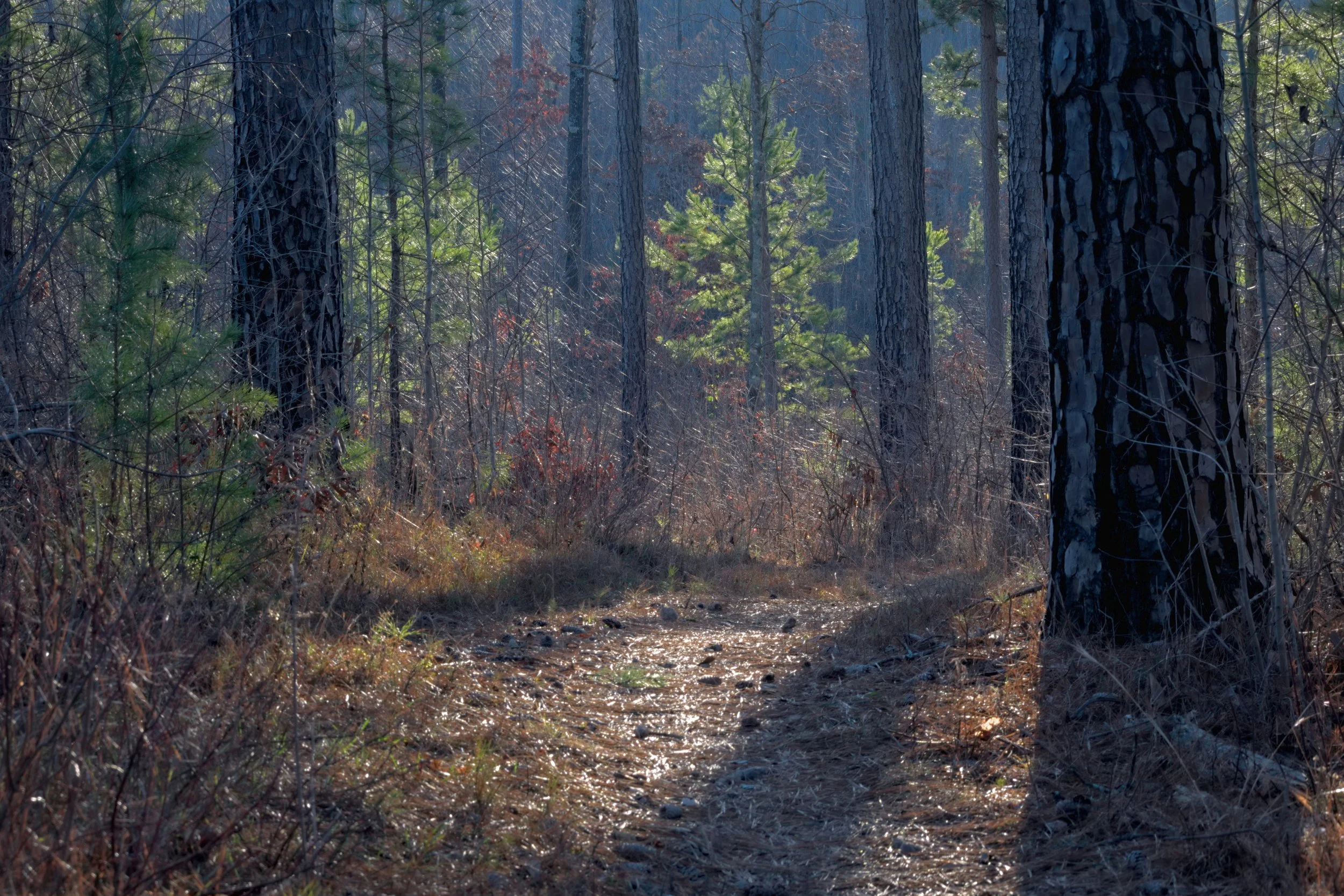 An intimate landscape featuring a sun-drenched forest floor path. Backlit pine needles and rough bark create organic texture, while soft light filters through the Appalachian woodland backdrop.