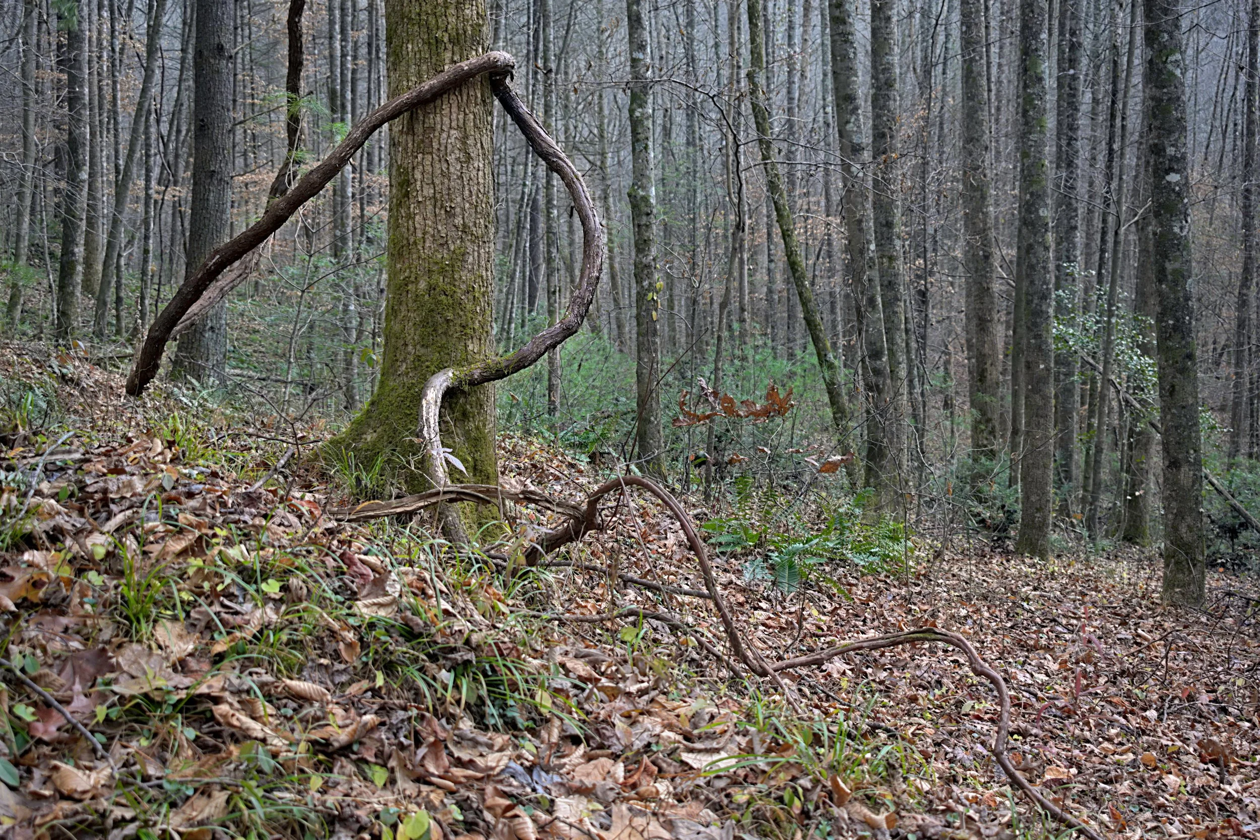 Twisted Vine on Hillside Oak