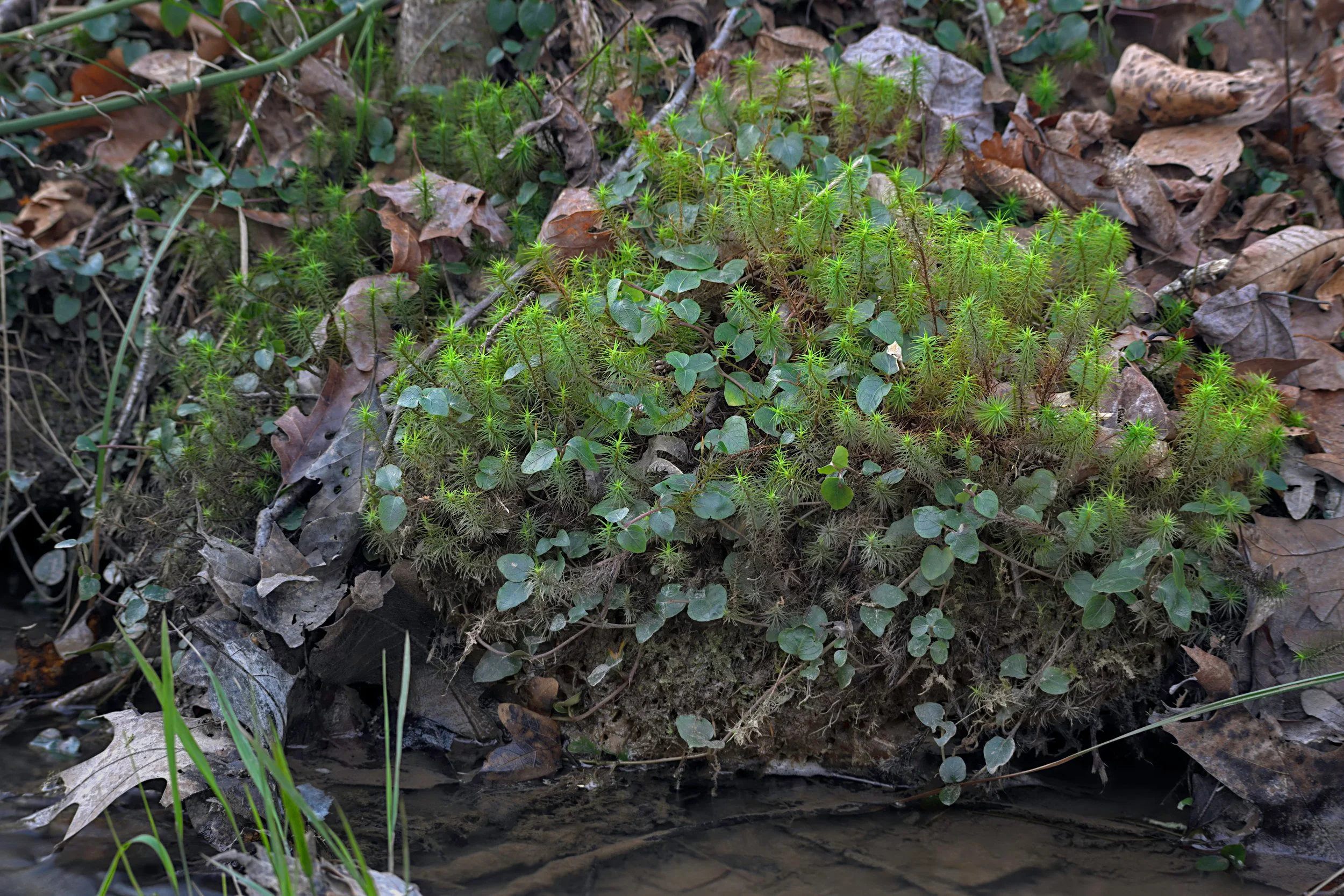 Moss Mound Along a Creek